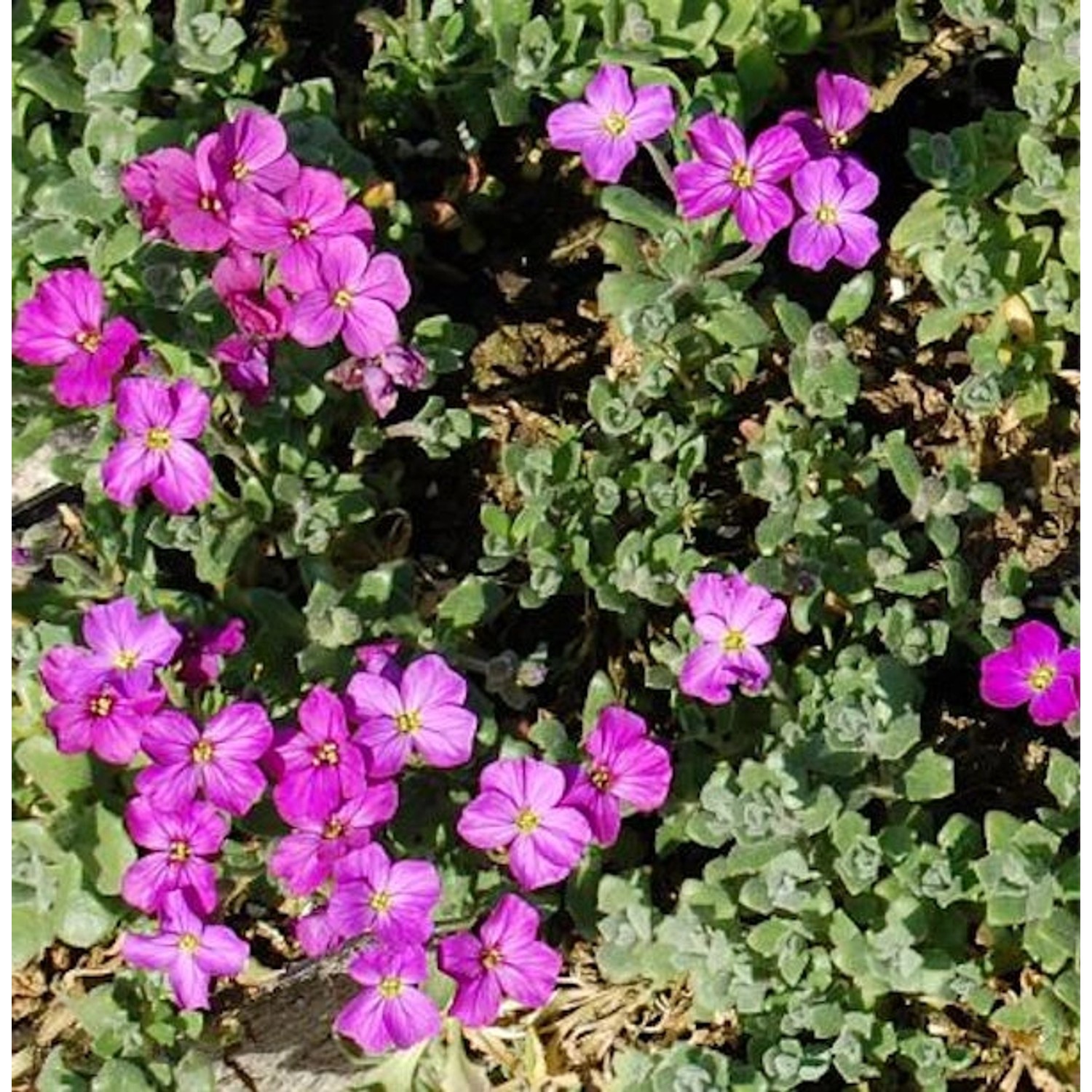 Blaukissen Cascade Rot - Aubrieta cultorum günstig online kaufen