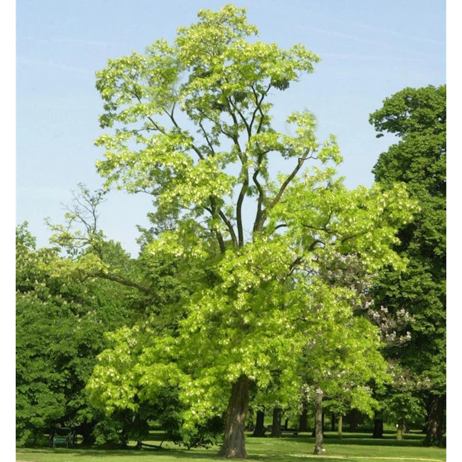 Gold Robinie 125-150cm - Robinia pseudoacacia günstig online kaufen