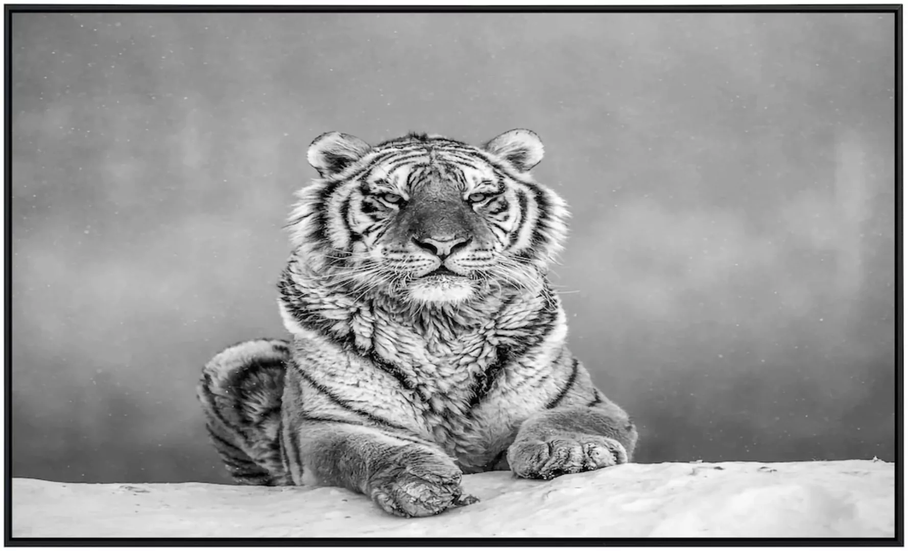 Papermoon Infrarotheizung »Tiger Portrait Schwarz & Weiß« günstig online kaufen