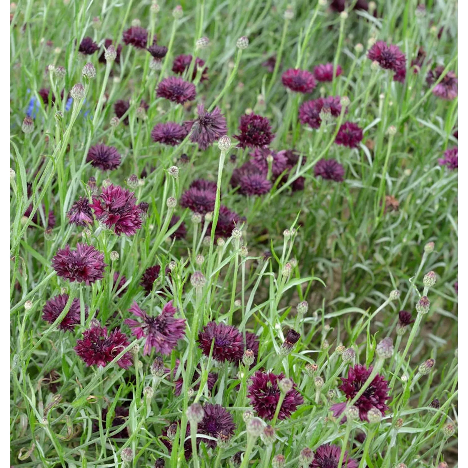 Rote Berg Flockenblume - Centaurea atropurpurea günstig online kaufen