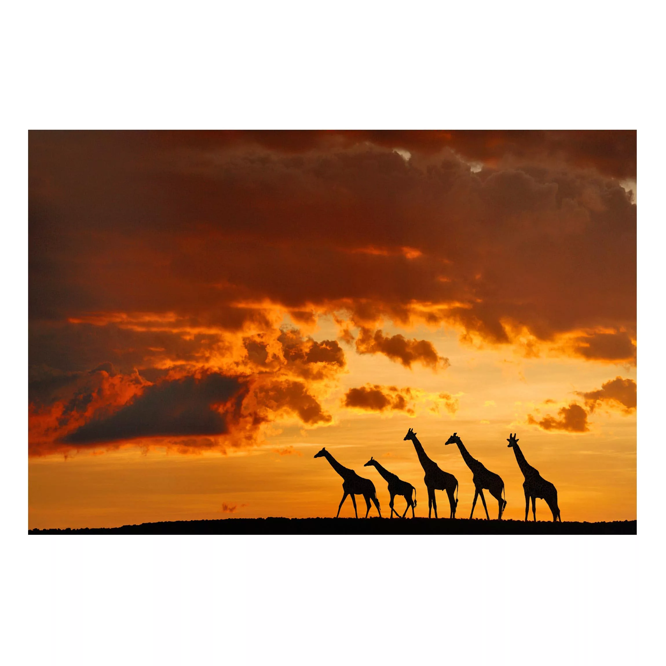 Magnettafel Tiere - Querformat 3:2 Fünf Giraffen günstig online kaufen