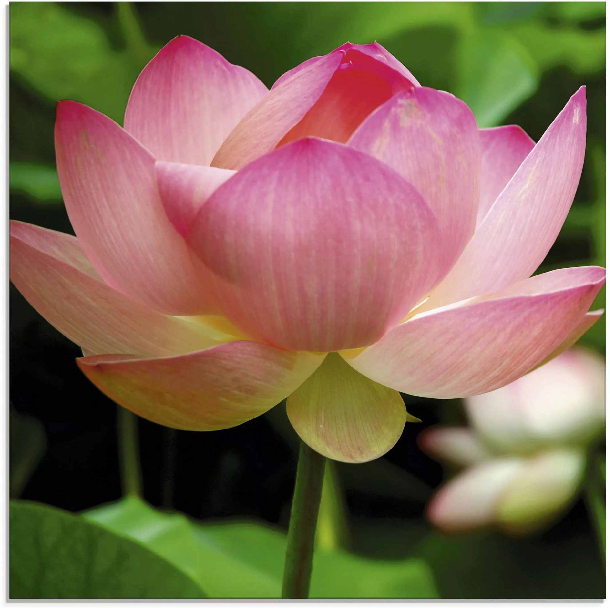 Artland Glasbild »Lotus - Seerose«, Blumen, (1 St.) günstig online kaufen