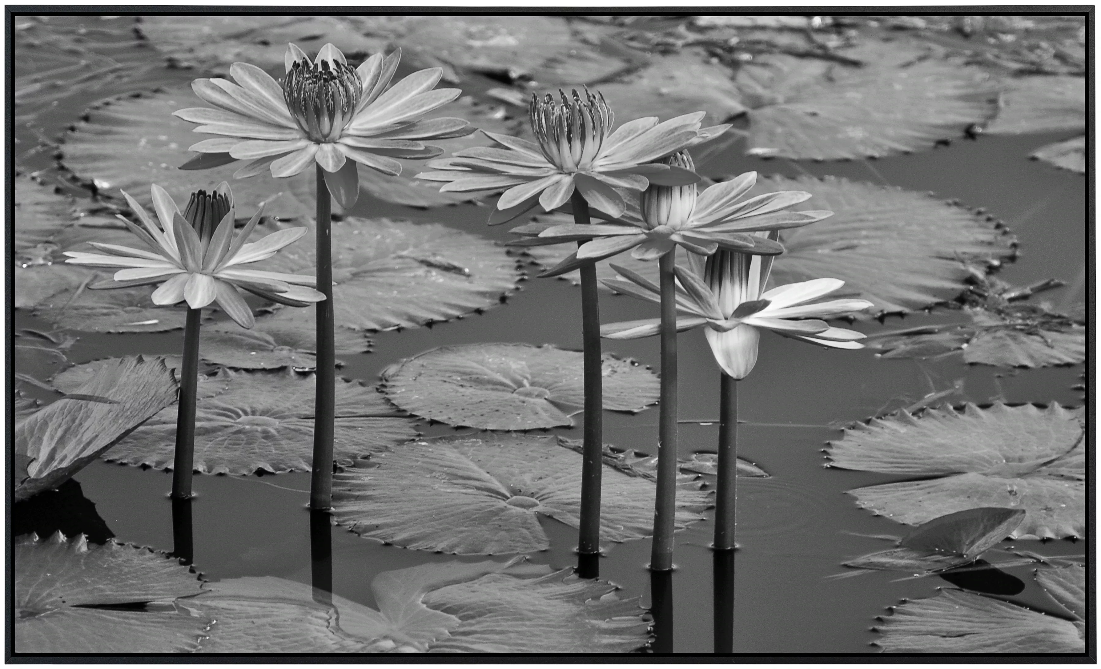 Papermoon Infrarotheizung »Seerosen, Teich, Blüten, Blätter Schwarz & Weiß« günstig online kaufen