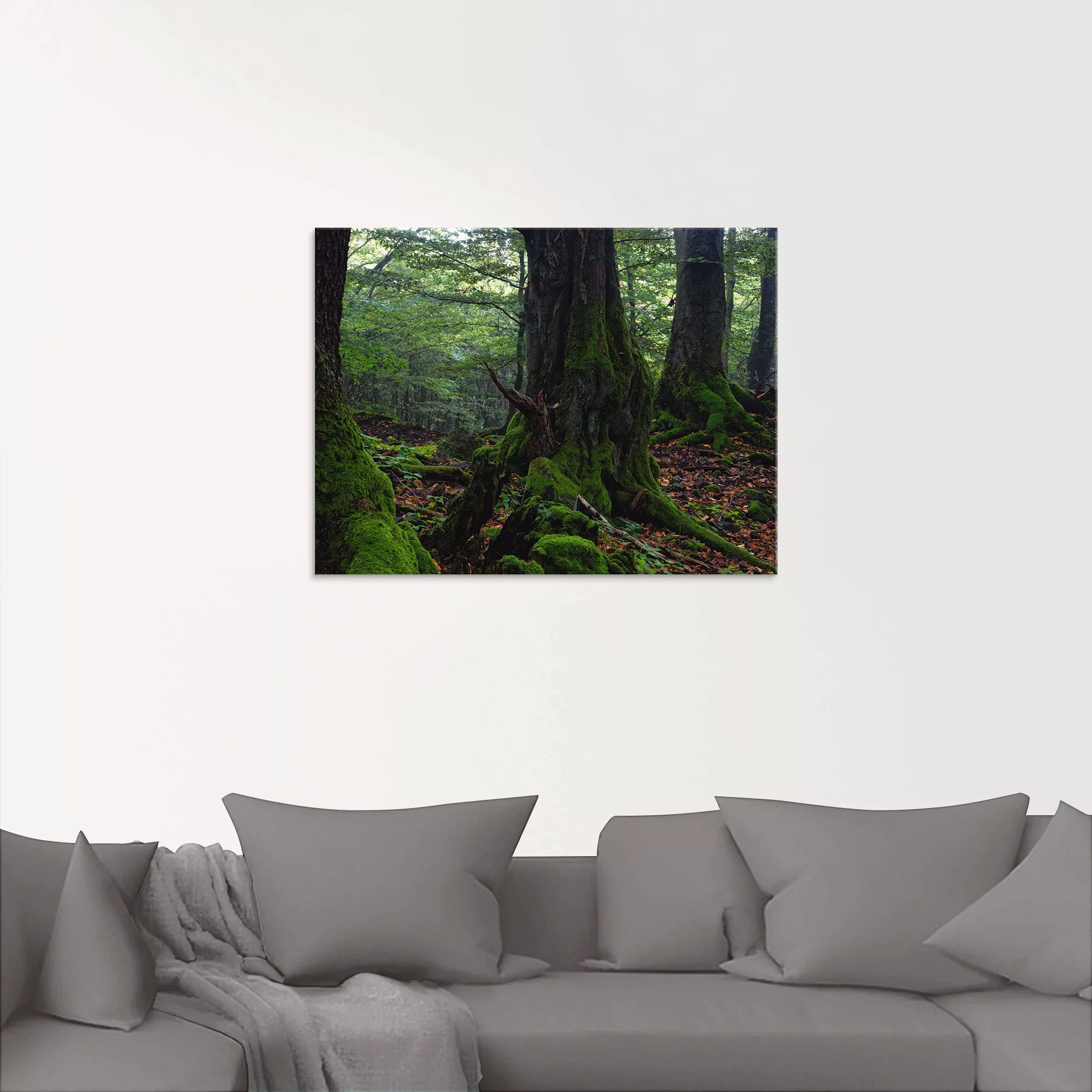 Artland Glasbild "Alte Bäume am Kraterrand", Wald, (1 St.), in verschiedene günstig online kaufen