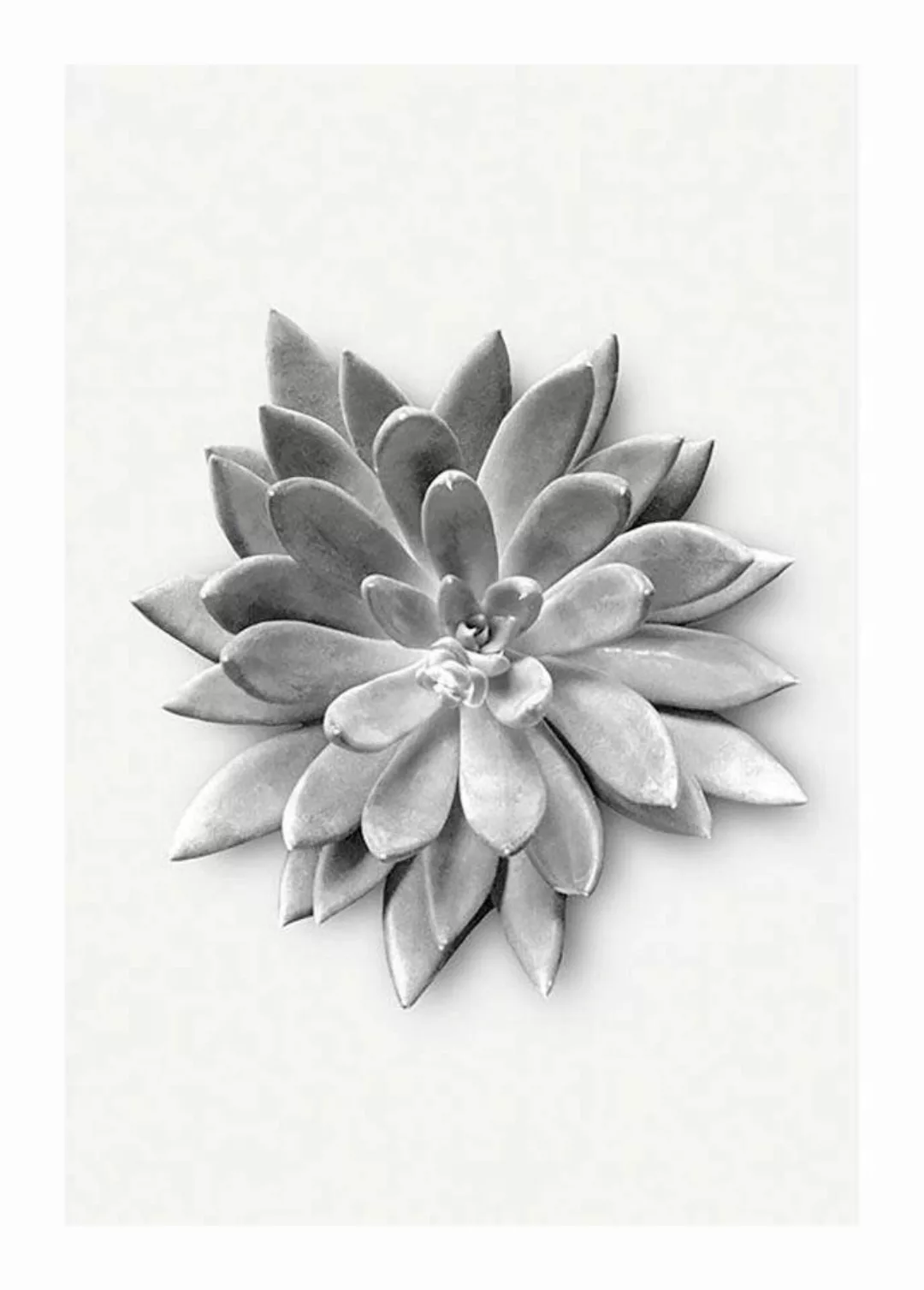 Komar Poster "Succulent Agave", Pflanzen-Blätter, (1 St.), Kinderzimmer, Sc günstig online kaufen