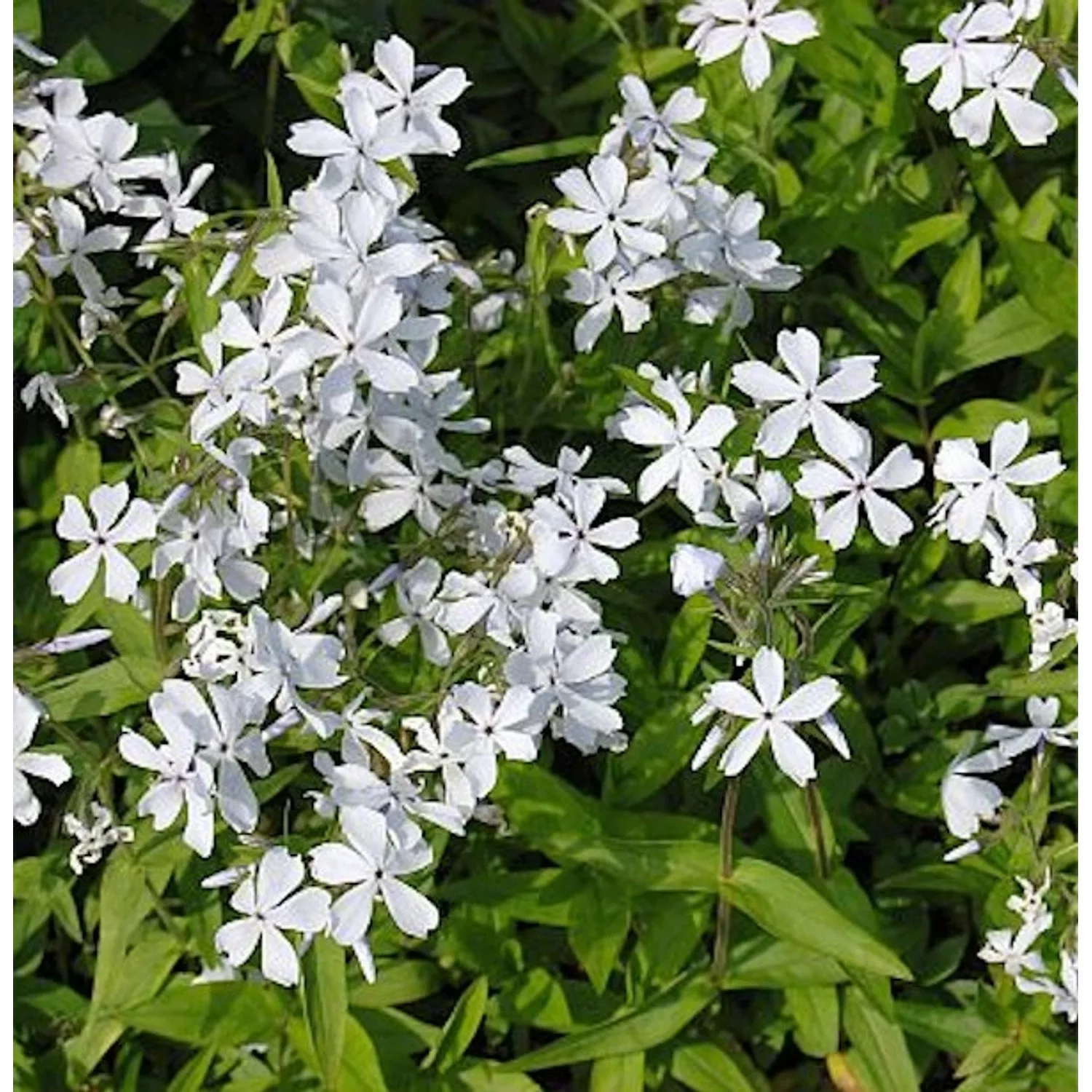 Niedrige Flammenblume White Perfume - Phlox divaricata günstig online kaufen