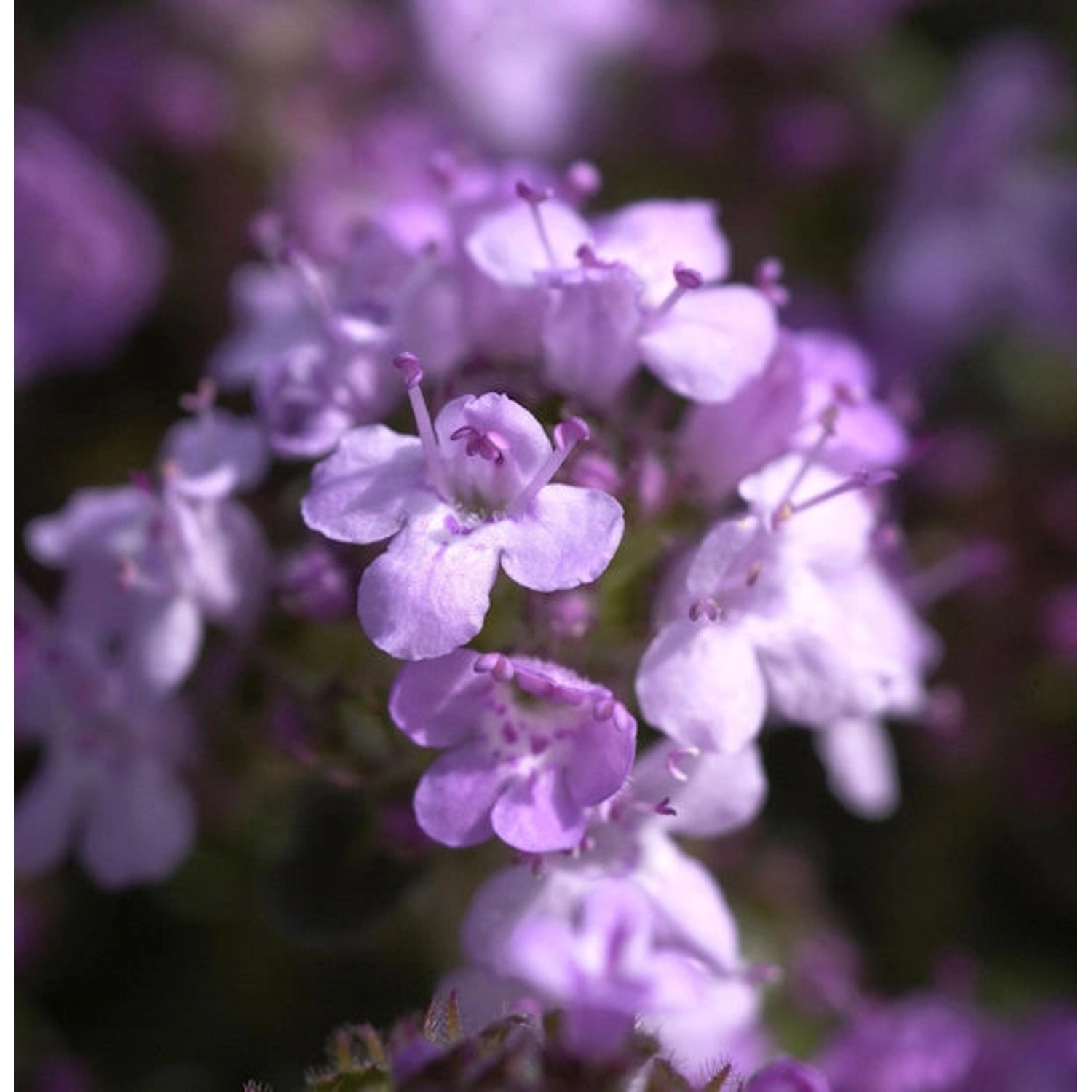 Zitronenquendel - Thymus serpyllum günstig online kaufen