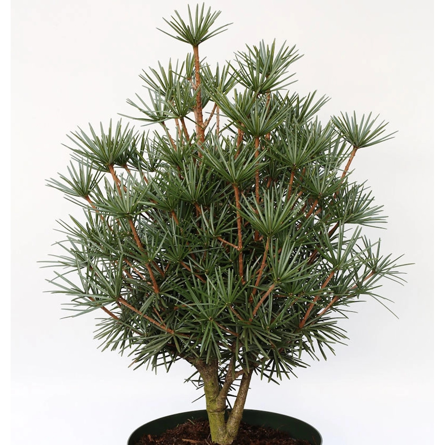 Japanische Zwerg Schirmtanne Kobito 30-40cm - Sciadopitys verticillata günstig online kaufen