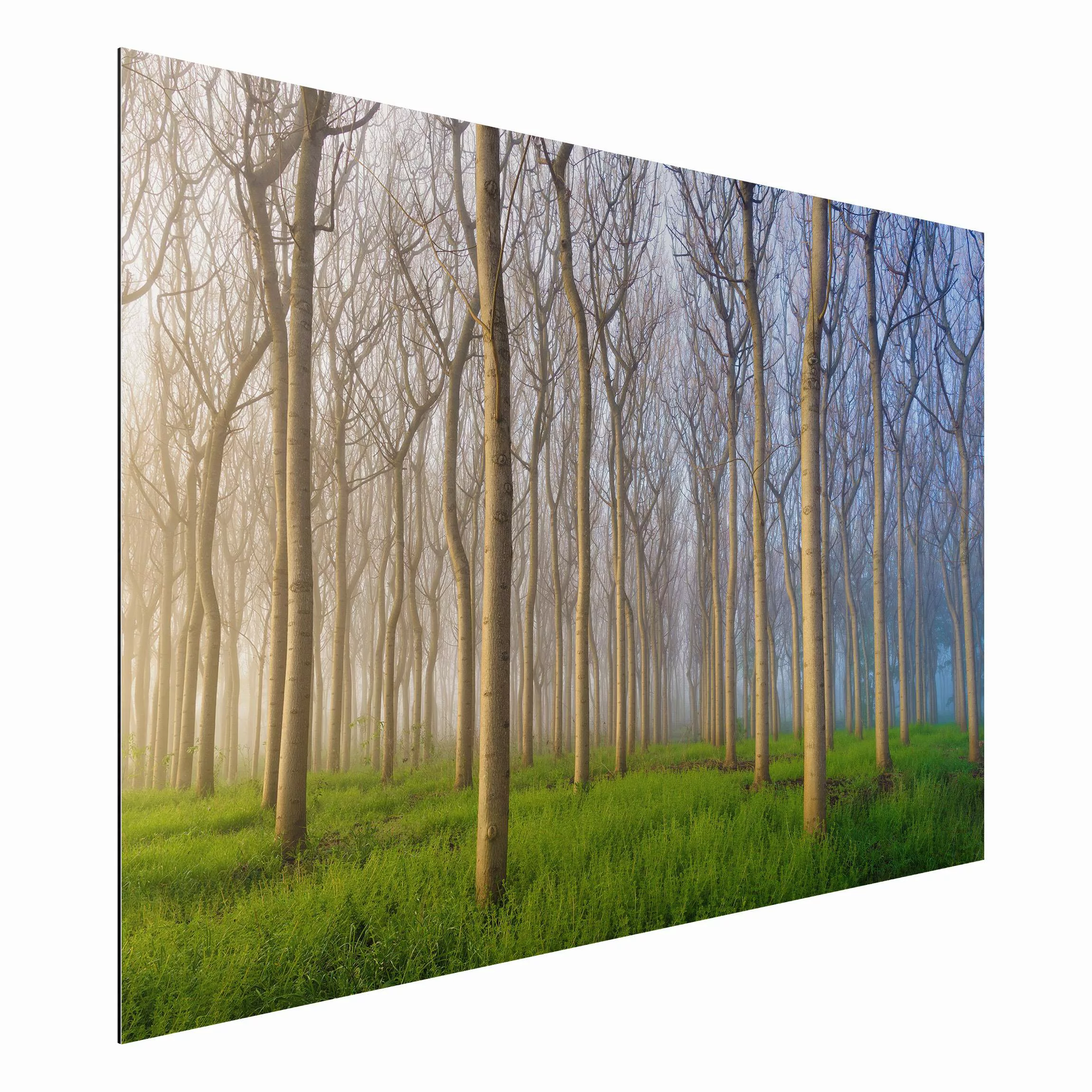 Alu-Dibond Bild Natur & Landschaft - Querformat 3:2 Morgen im Wald günstig online kaufen