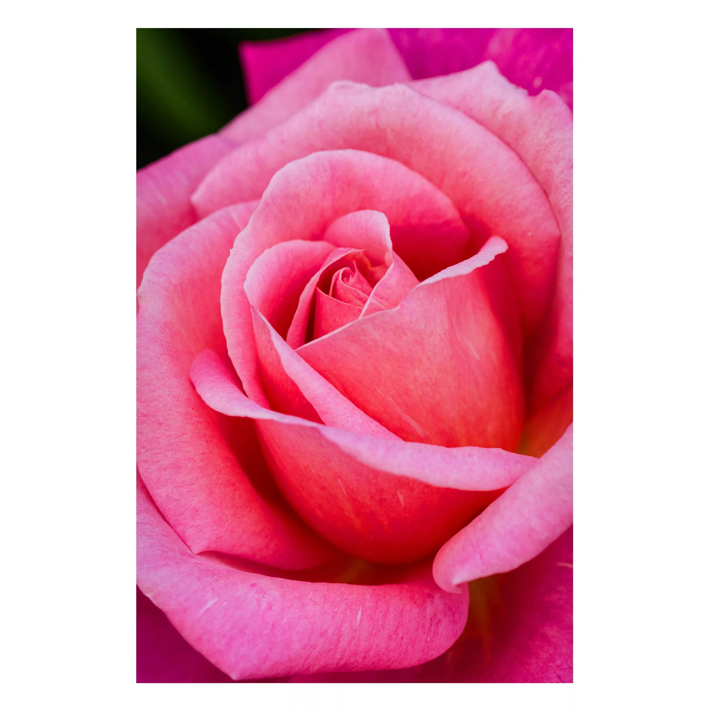 Magnettafel Blumen - Hochformat 2:3 Pinke Rosenblüte vor Grün günstig online kaufen