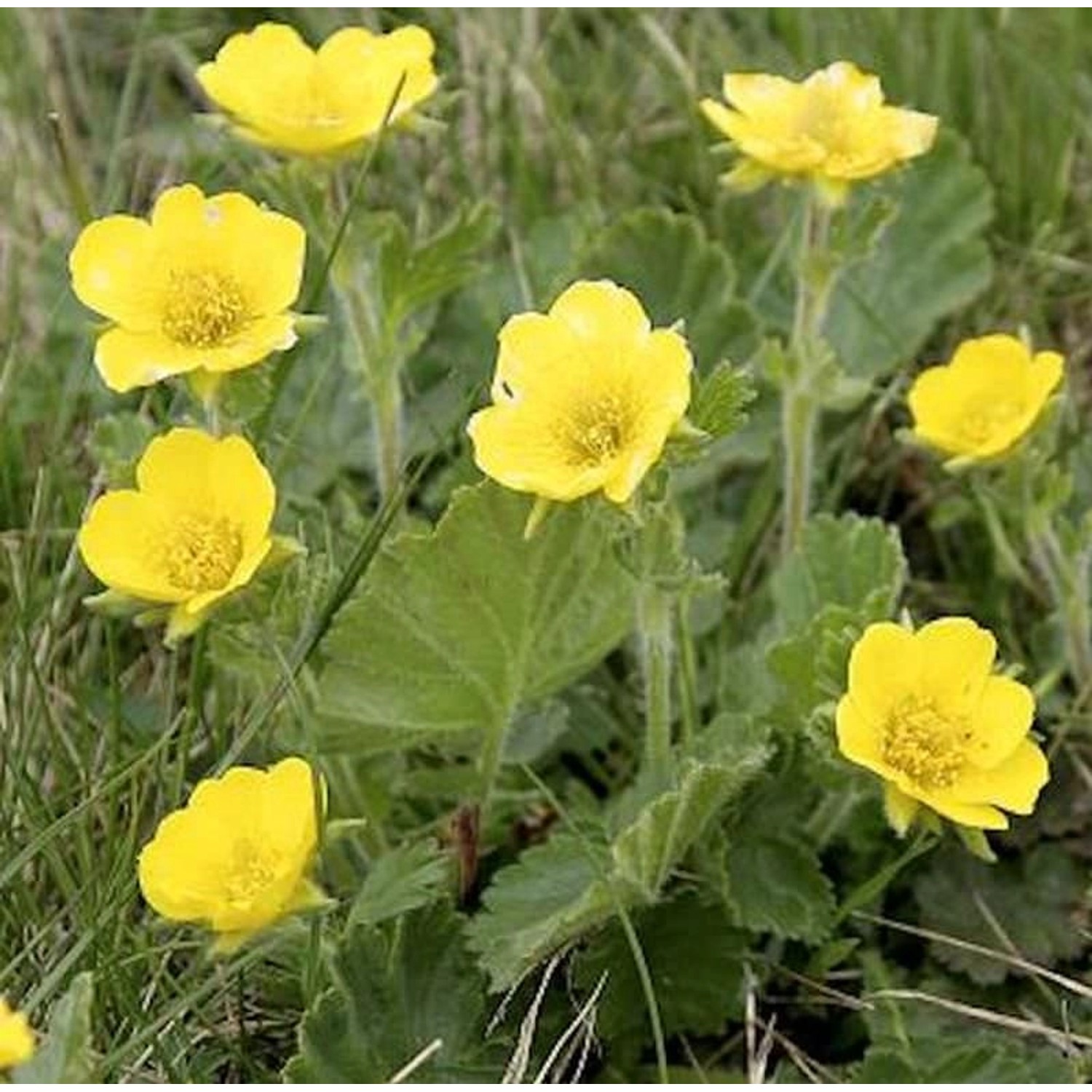 Gebirgs Nelkenwurz Diana - Geum montanum günstig online kaufen