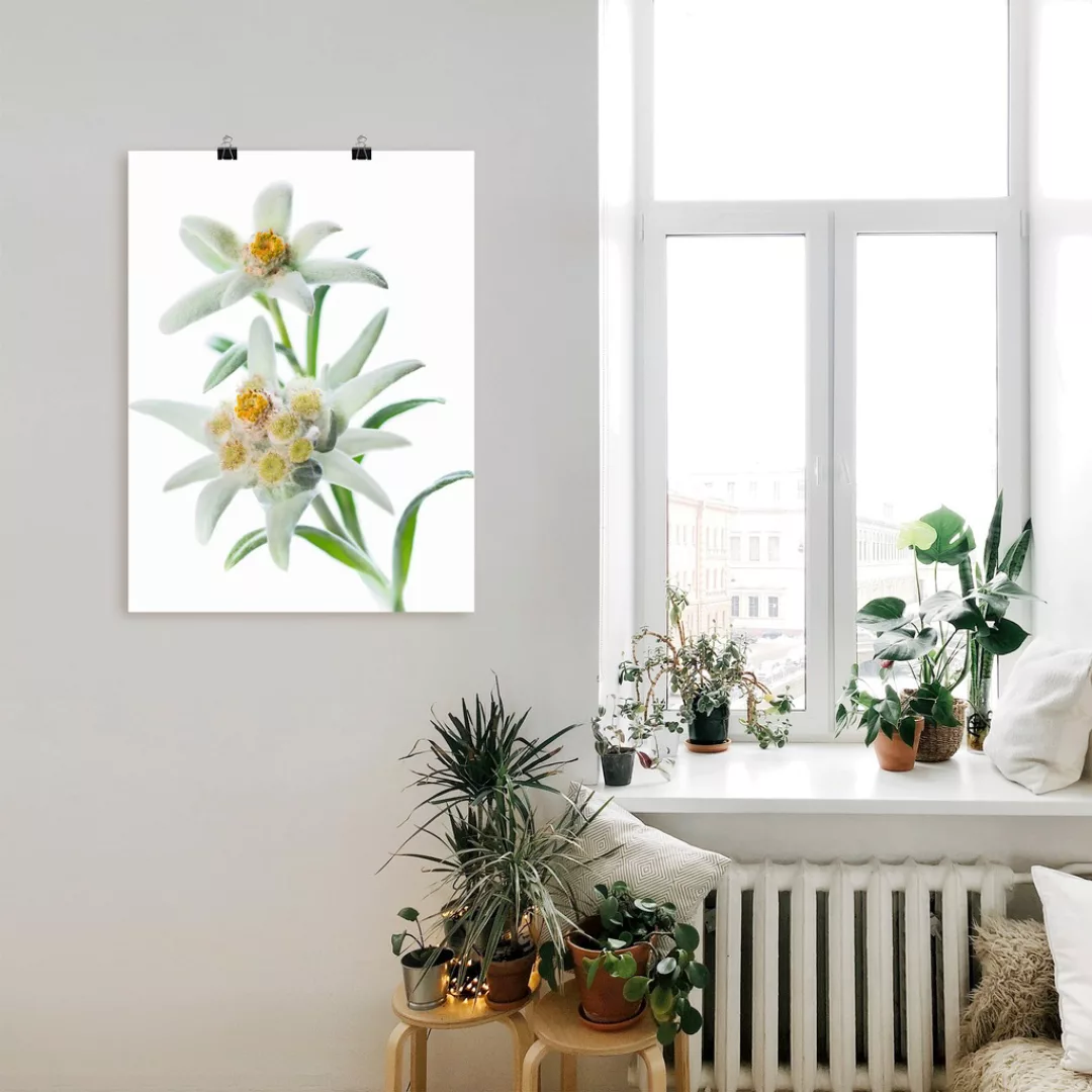 Artland Wandbild »Edelweiss«, Blumen, (1 St.), als Poster, Wandaufkleber in günstig online kaufen