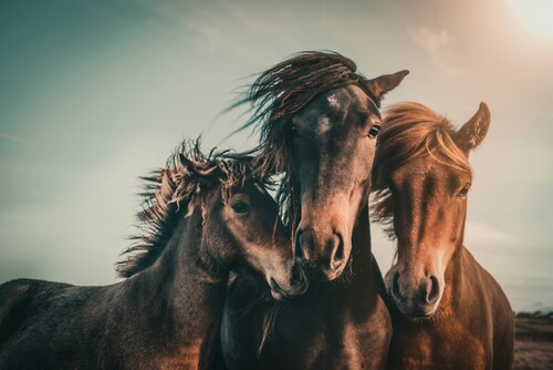 Papermoon Fototapete »Photo-Art MARCUS HENNEN, FAMILIENPORTRÄT« günstig online kaufen