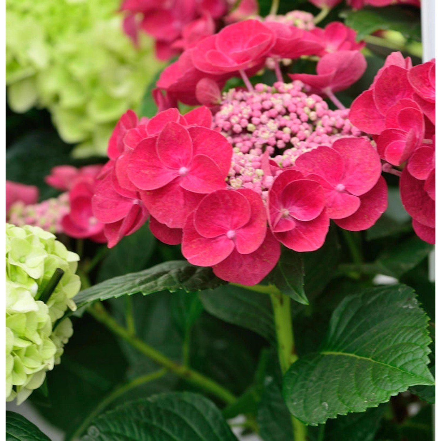 Teller Hortensie Cotton Candy 20-30cm - Hydrangea serrata günstig online kaufen