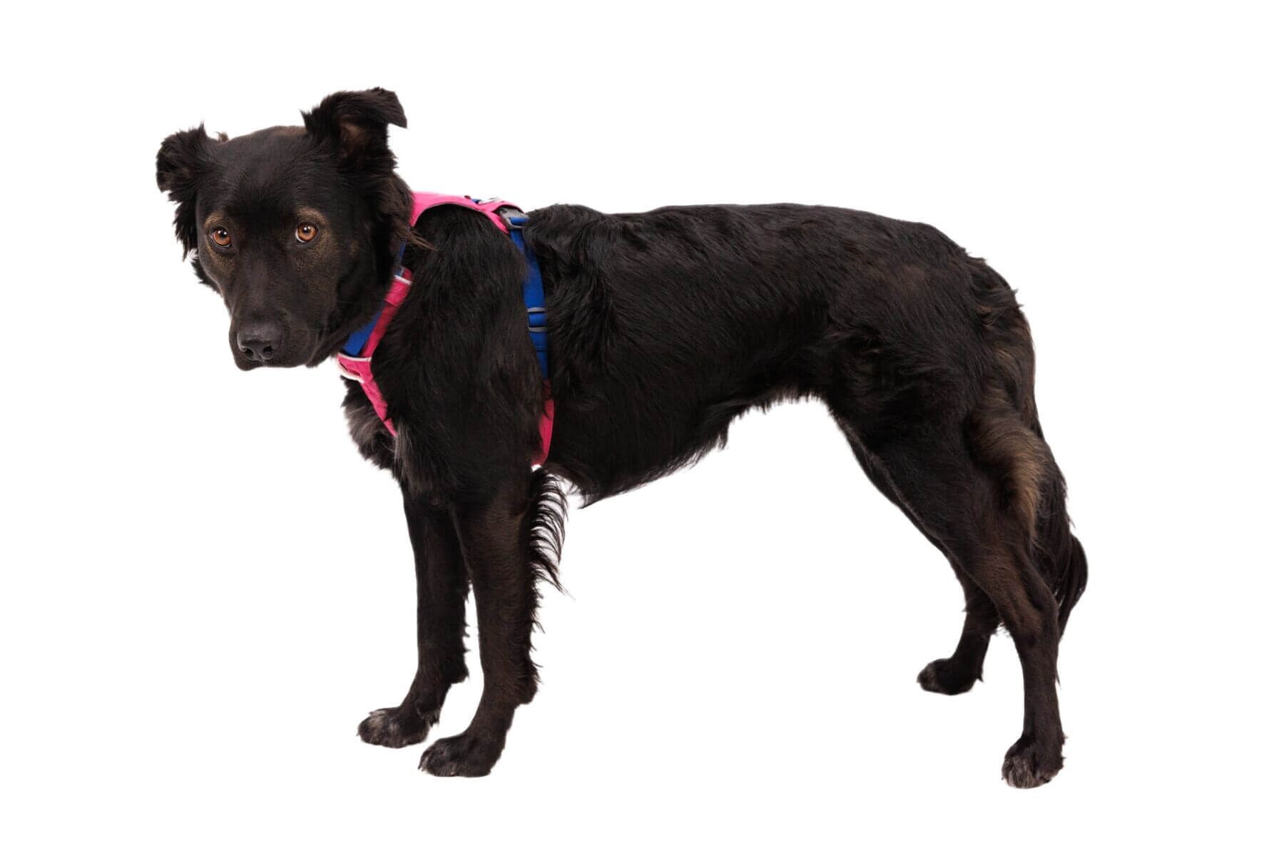 Ruffwear Hunde-Geschirr Hi & Light Harness günstig online kaufen