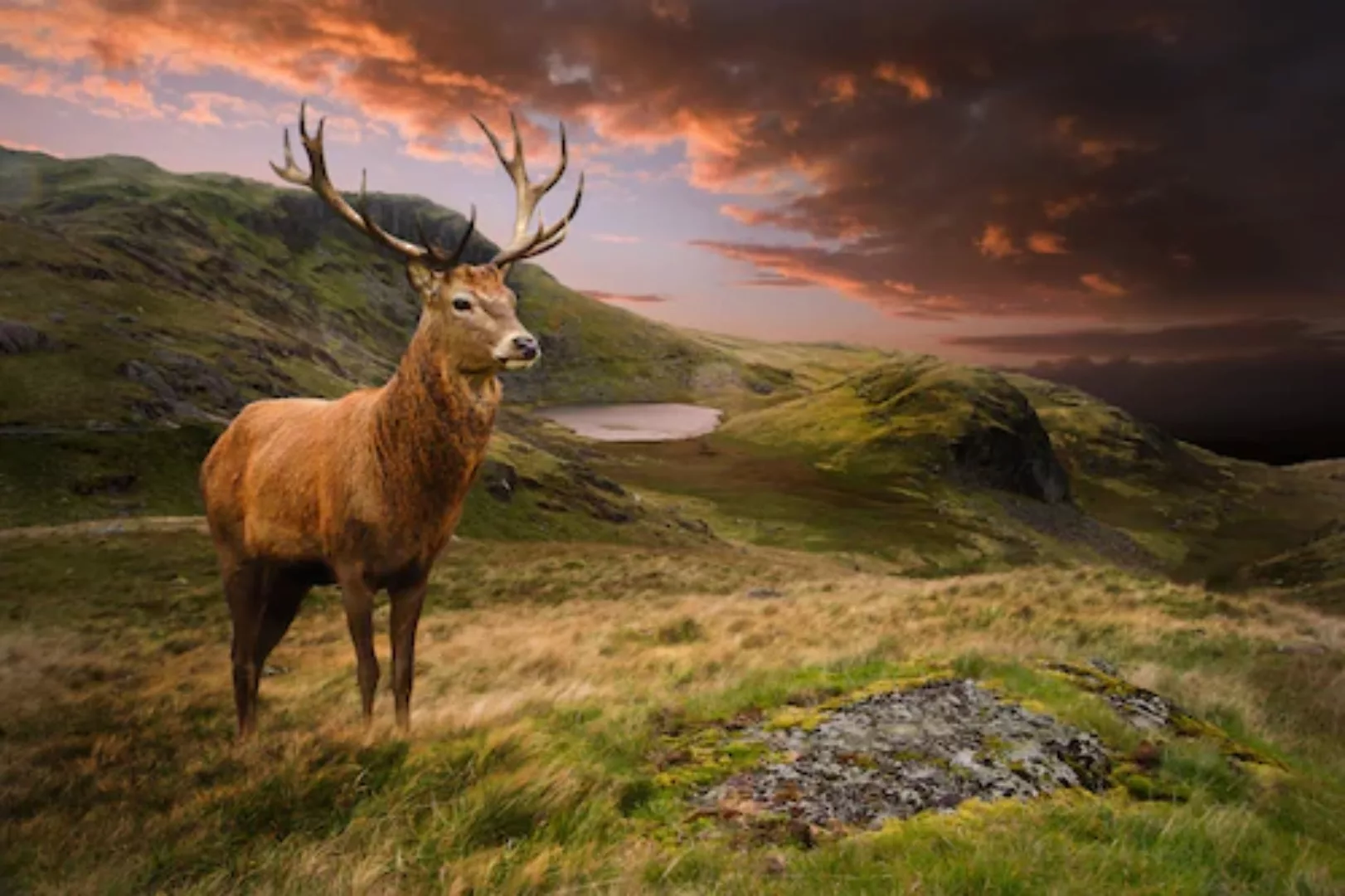 Papermoon Fototapete »Red Deer« günstig online kaufen