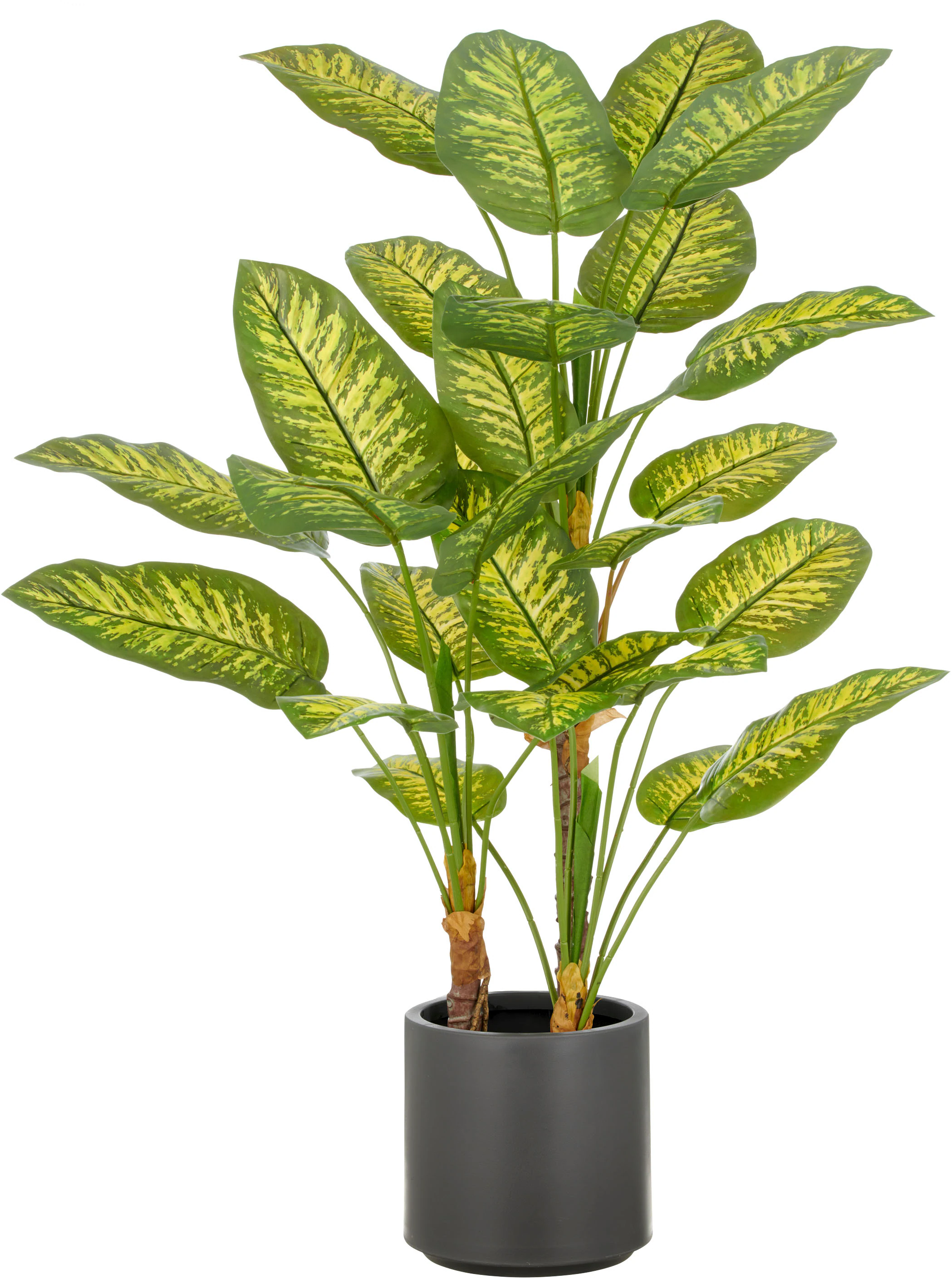 Creativ green Kunstpflanze "Dieffenbachia", mit naturgetreuer Gestaltung günstig online kaufen