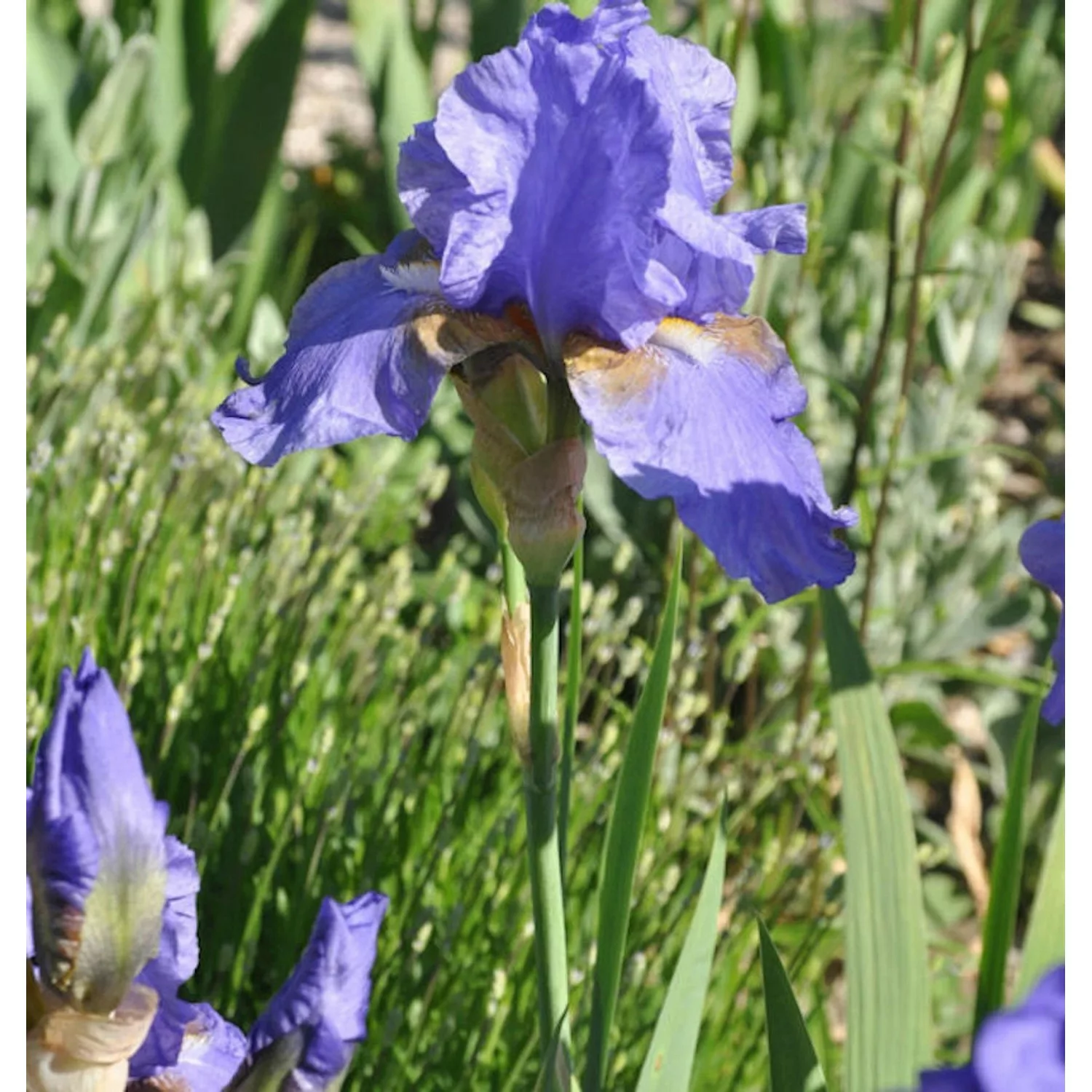 Schwertlilie Bishops Robe - Iris barbata günstig online kaufen