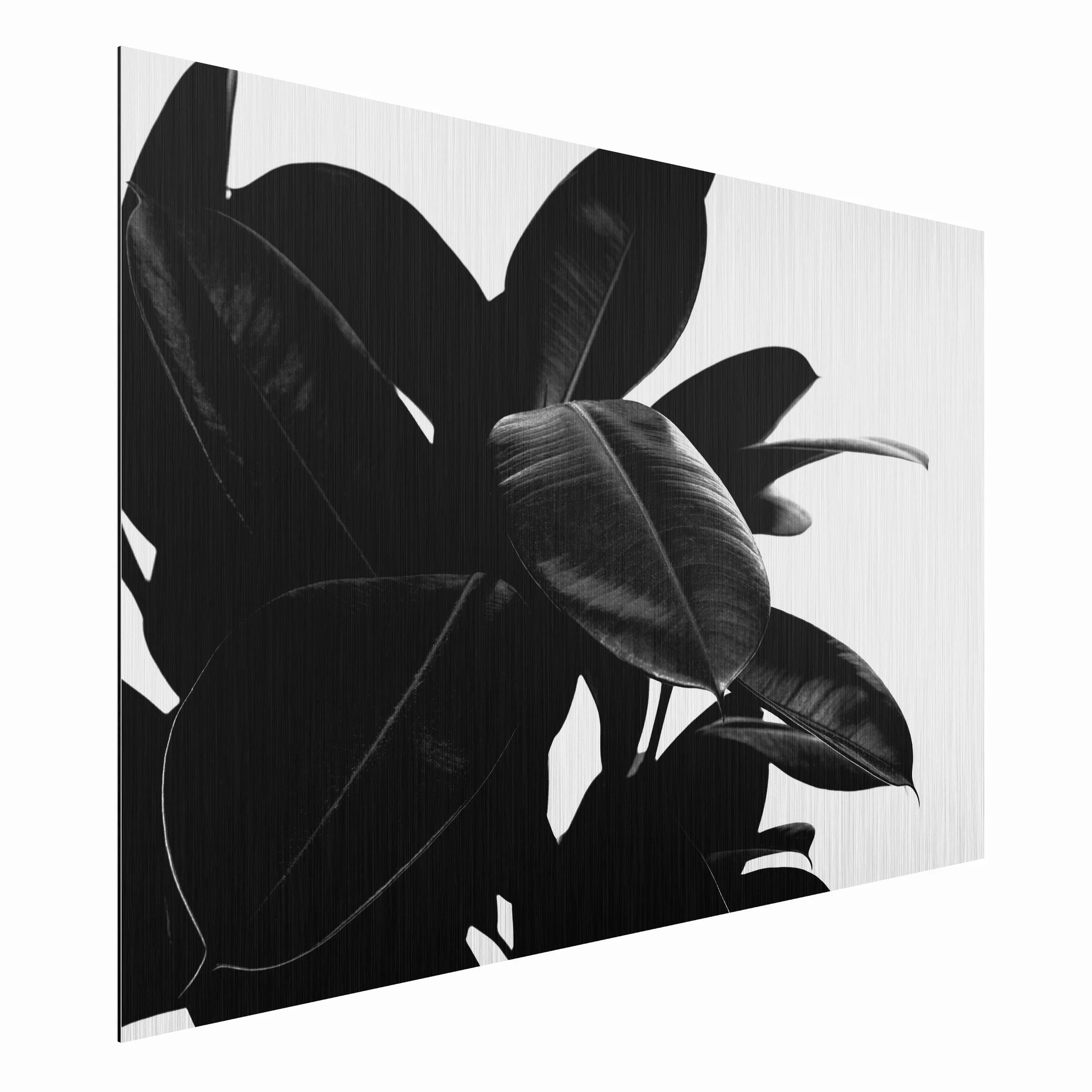 Alu-Dibond Bild Gummibaum Blätter Schwarz Weiß günstig online kaufen