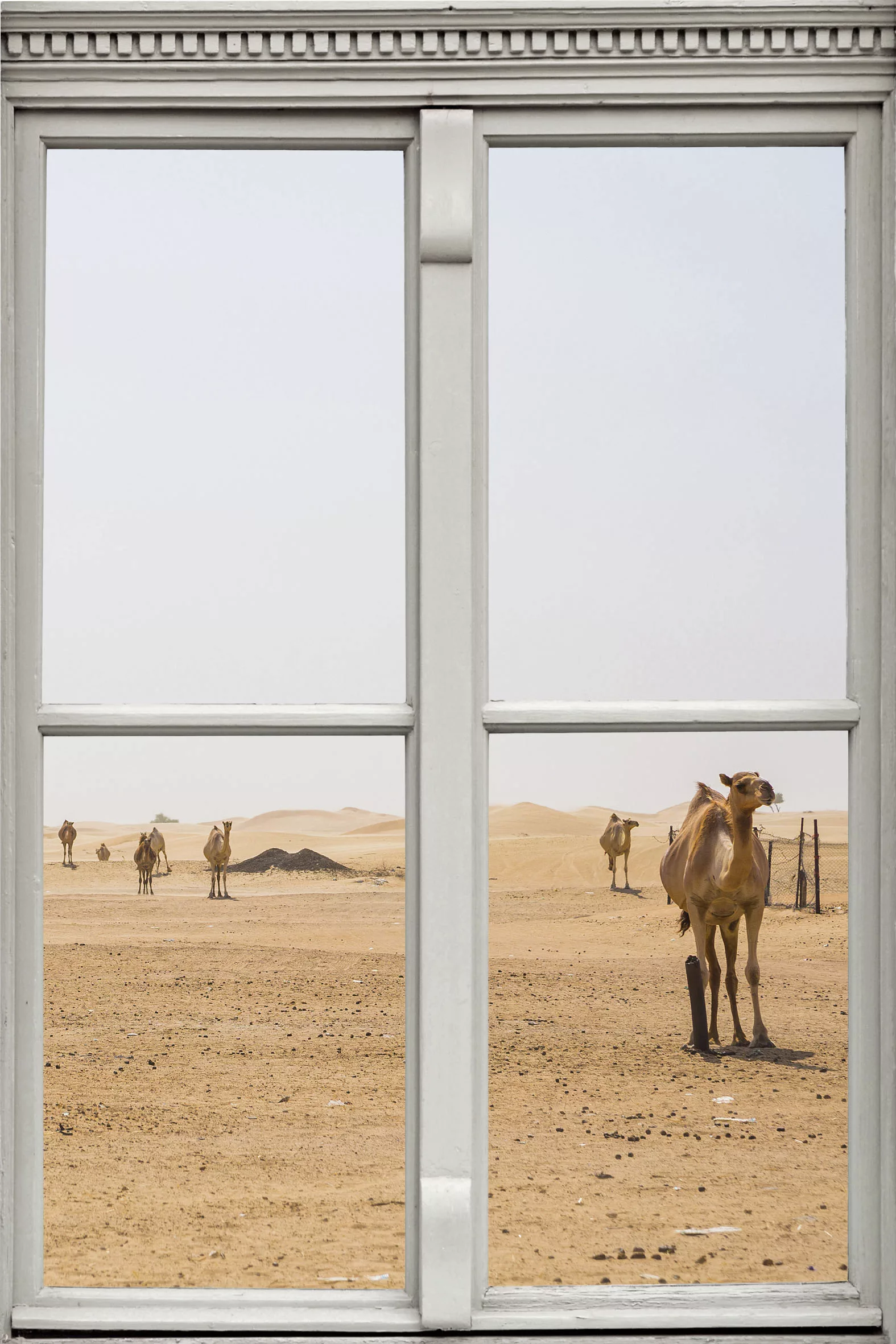 queence Wandsticker "Wüste mit Kamelen" günstig online kaufen