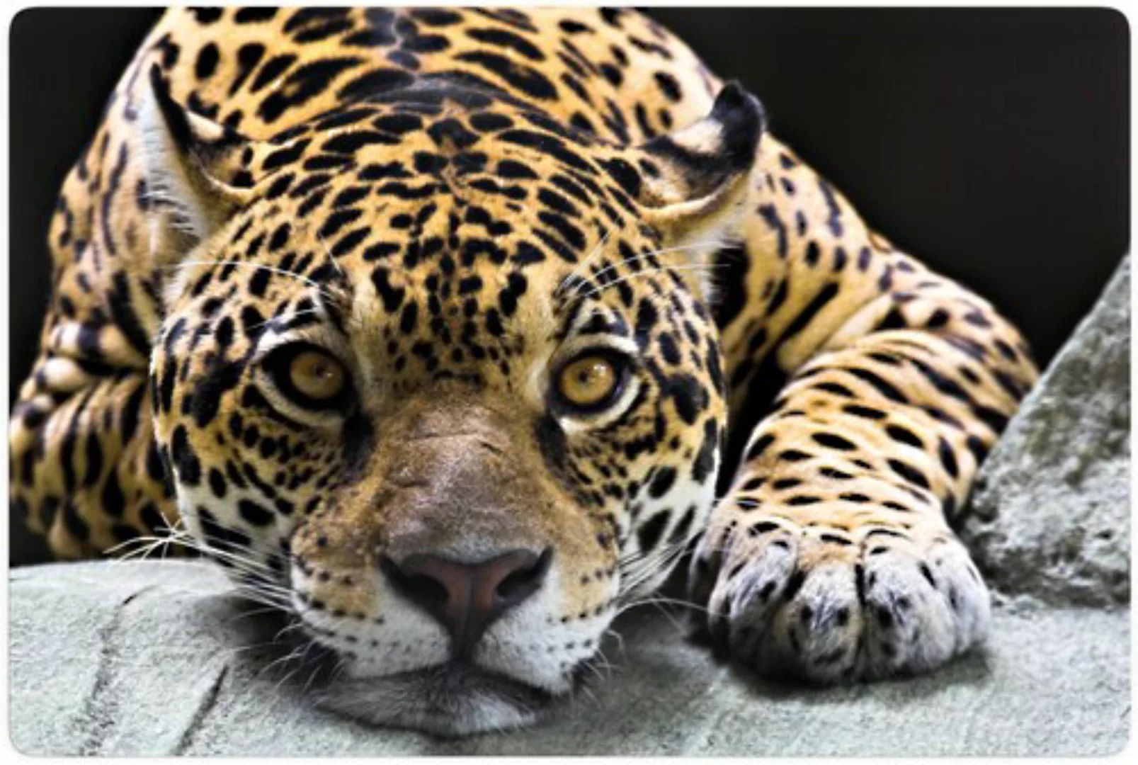 Wall-Art Glasbild »Jaguar«, Schriftzug, Glasposter modern günstig online kaufen
