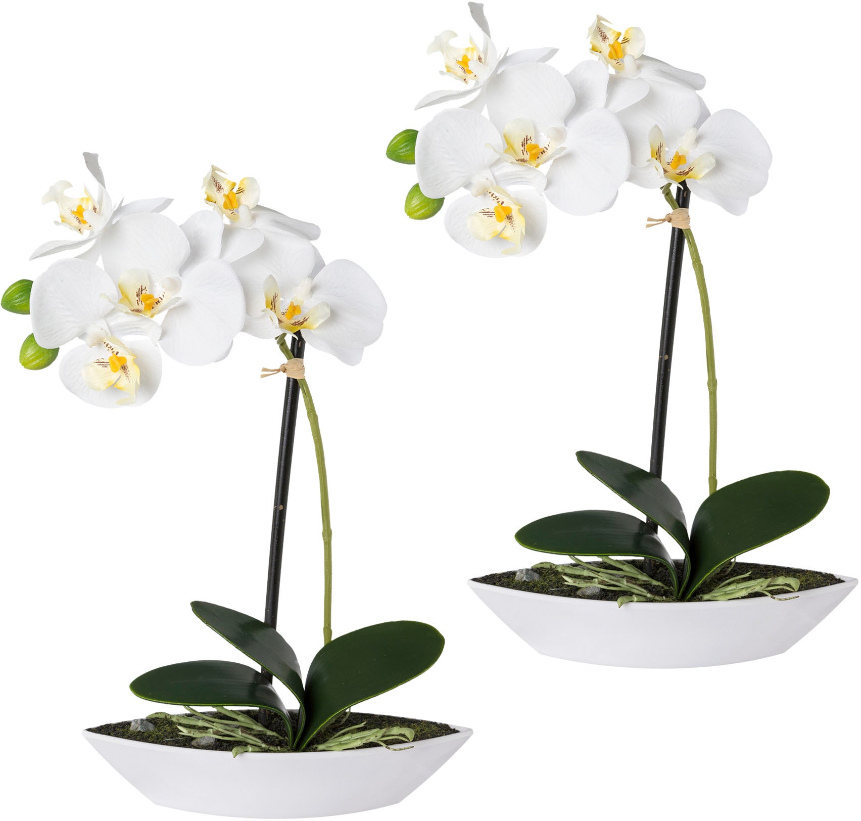 Creativ green Kunstorchidee "Phalaenopsis", 2er Set, in Kunststoffschale günstig online kaufen