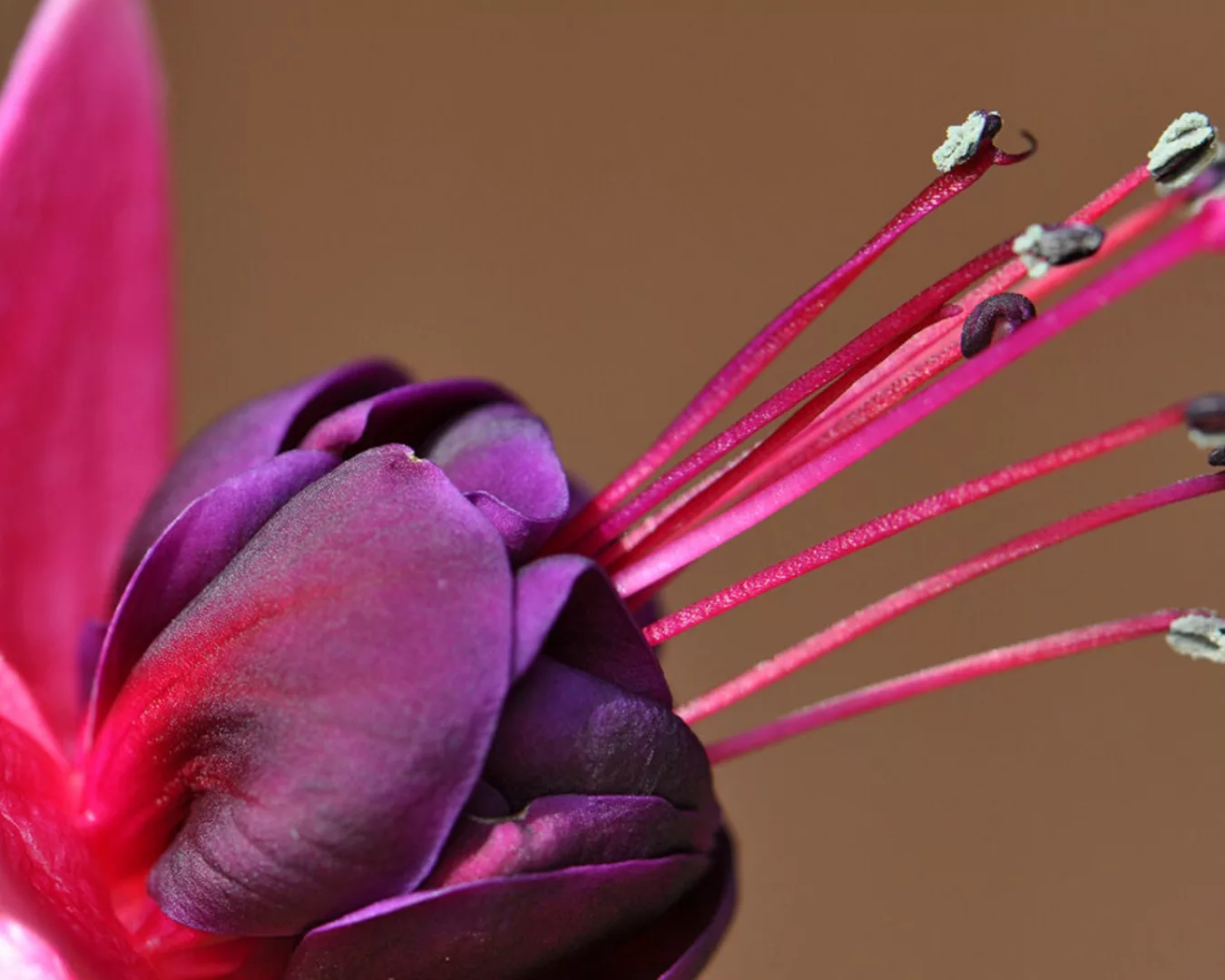 Fototapete "Blume in Pink" 4,00x2,50 m / Glattvlies Brillant günstig online kaufen
