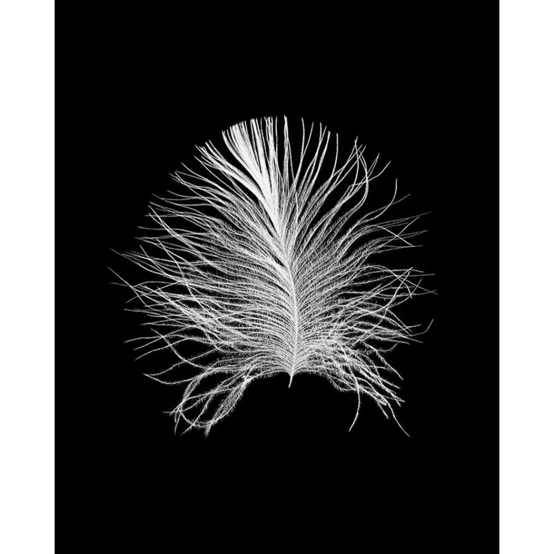Komar Wandbild Feather Black Feder B/L: ca. 40x50 cm günstig online kaufen