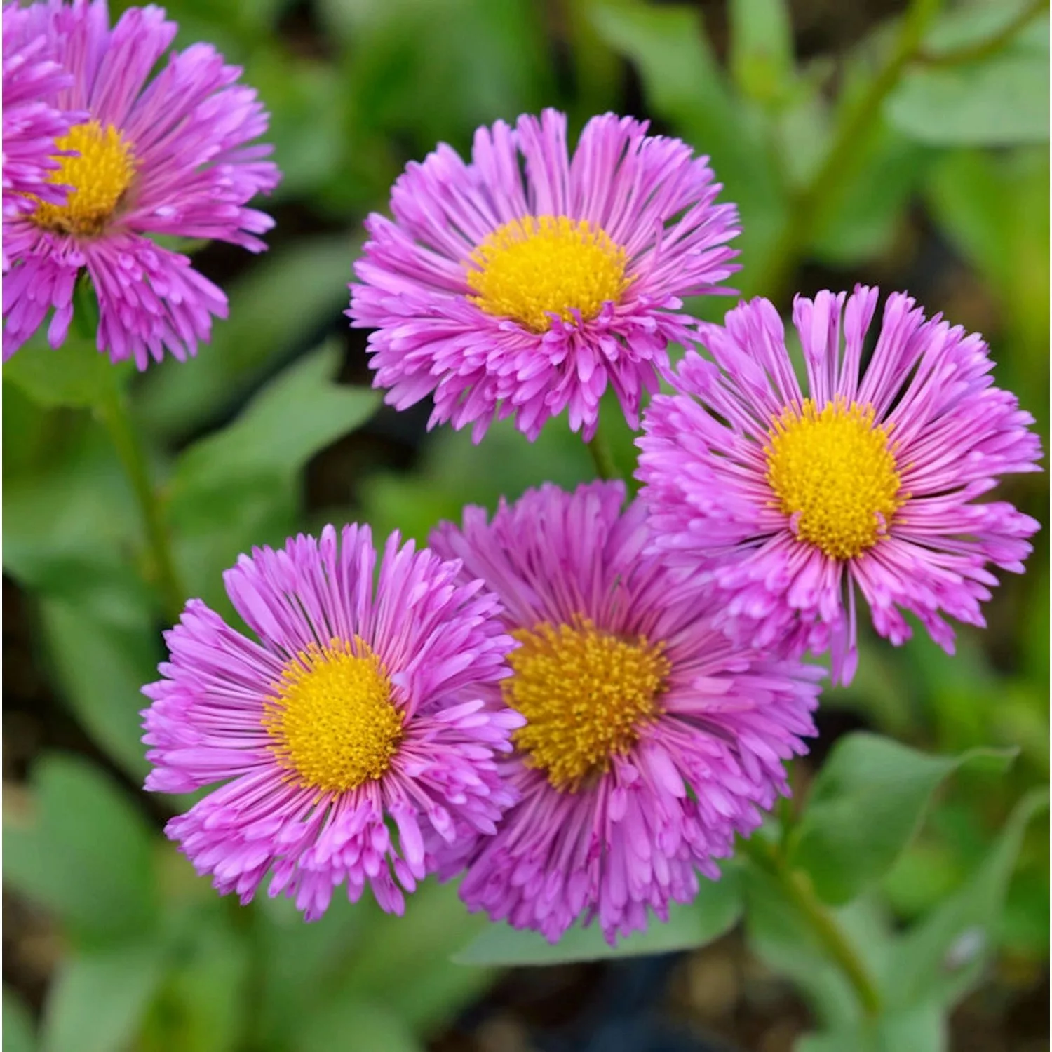 Feinstrahlaster Foersters Liebling - Erigeron Hybrid günstig online kaufen