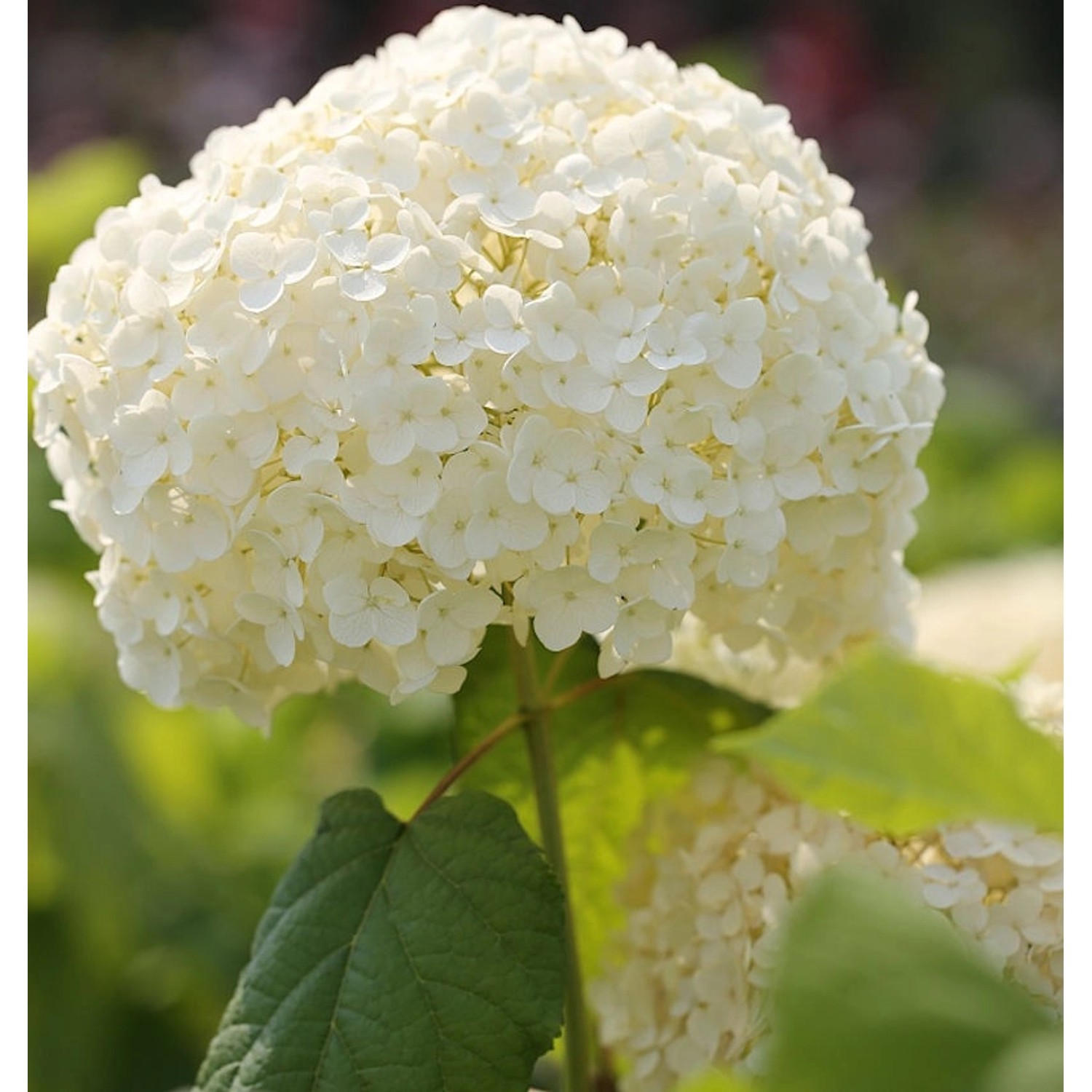 Ballhortensie Strong Annabelle 60-80cm - Hydrangea arborescens günstig online kaufen