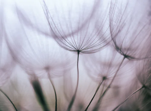 Papermoon Fototapete »Purple Abstract Dandelion« günstig online kaufen