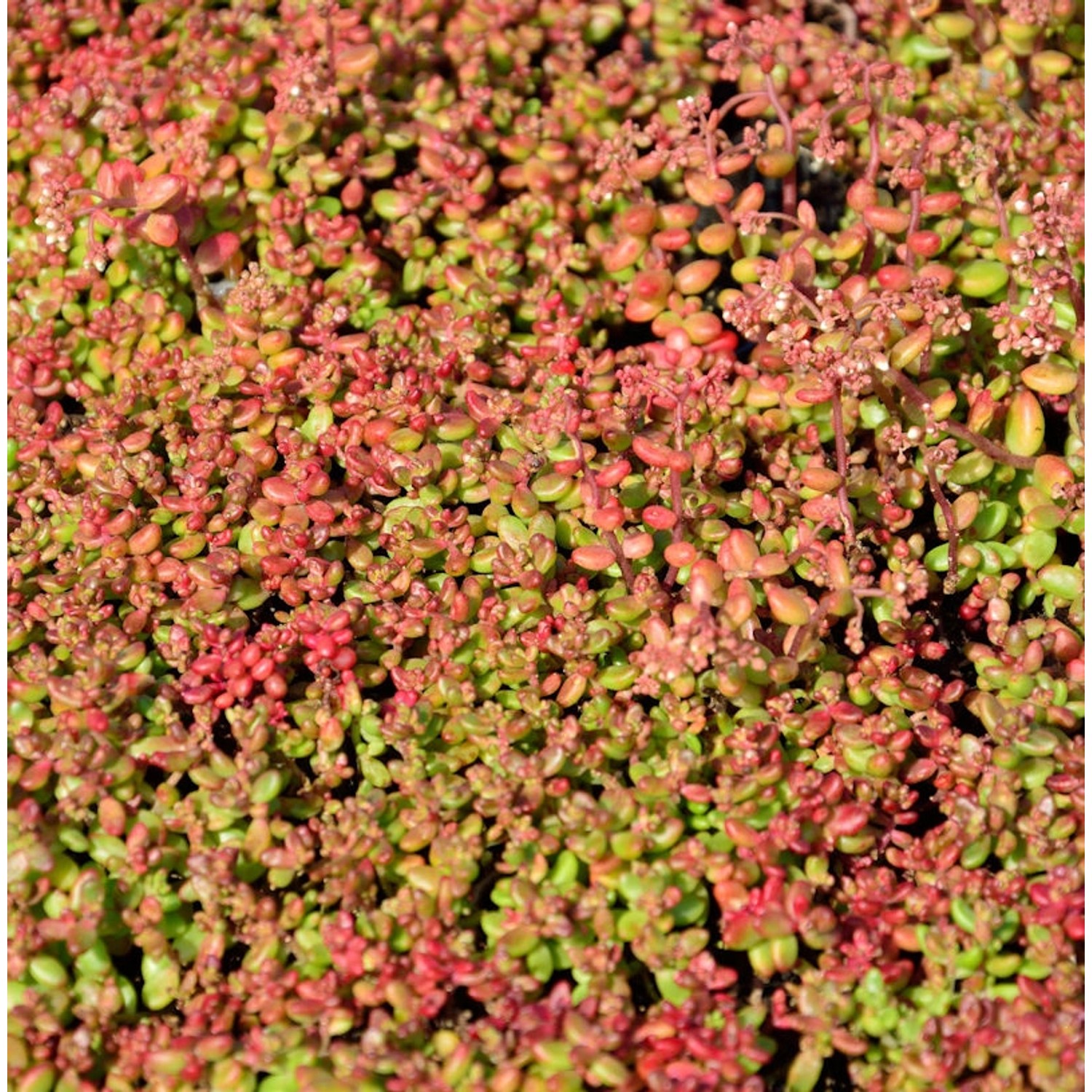 Mauerpfeffer Coral Reef - Sedum tetractinum günstig online kaufen