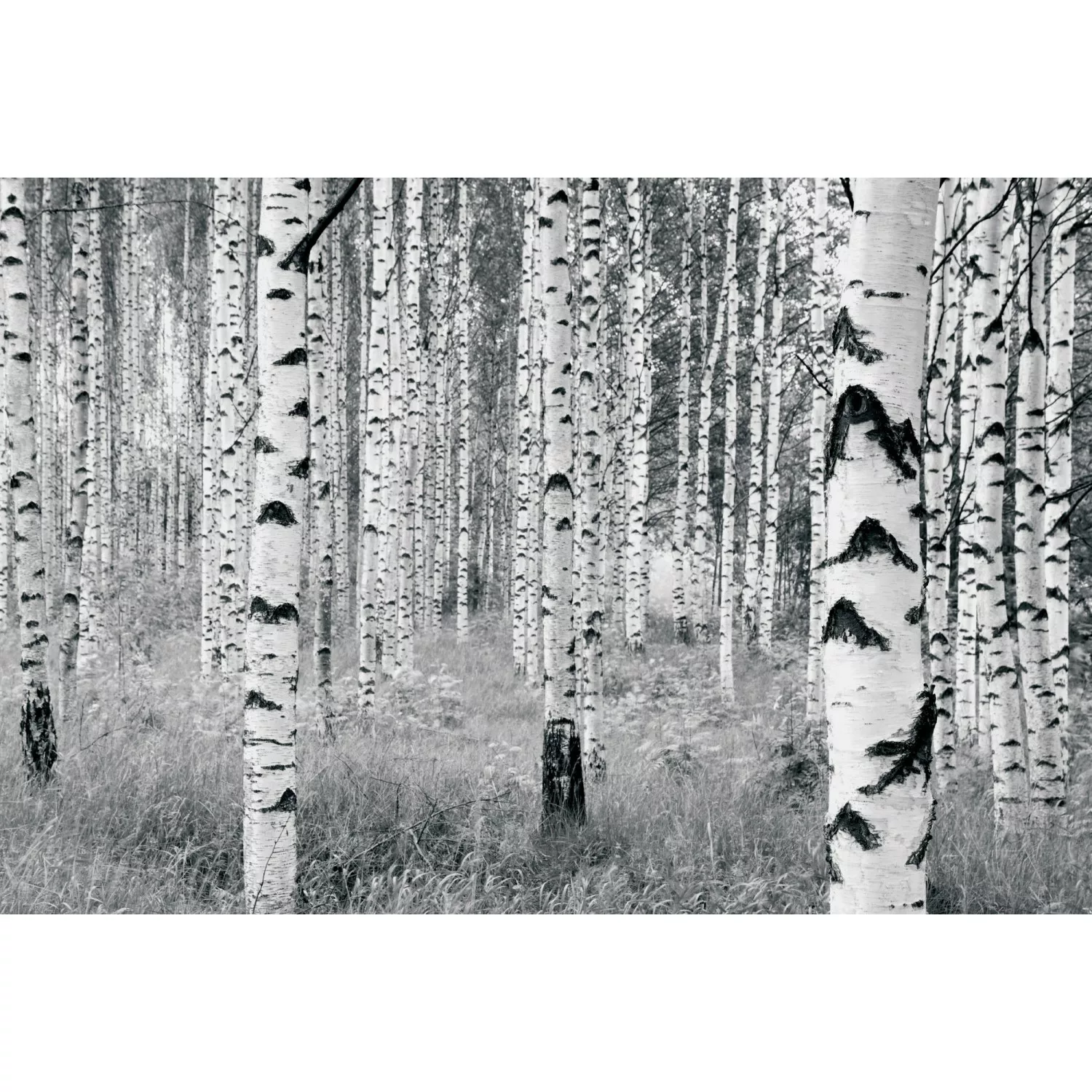 Komar Fototapete Woods B/L: ca. 400x270 cm günstig online kaufen