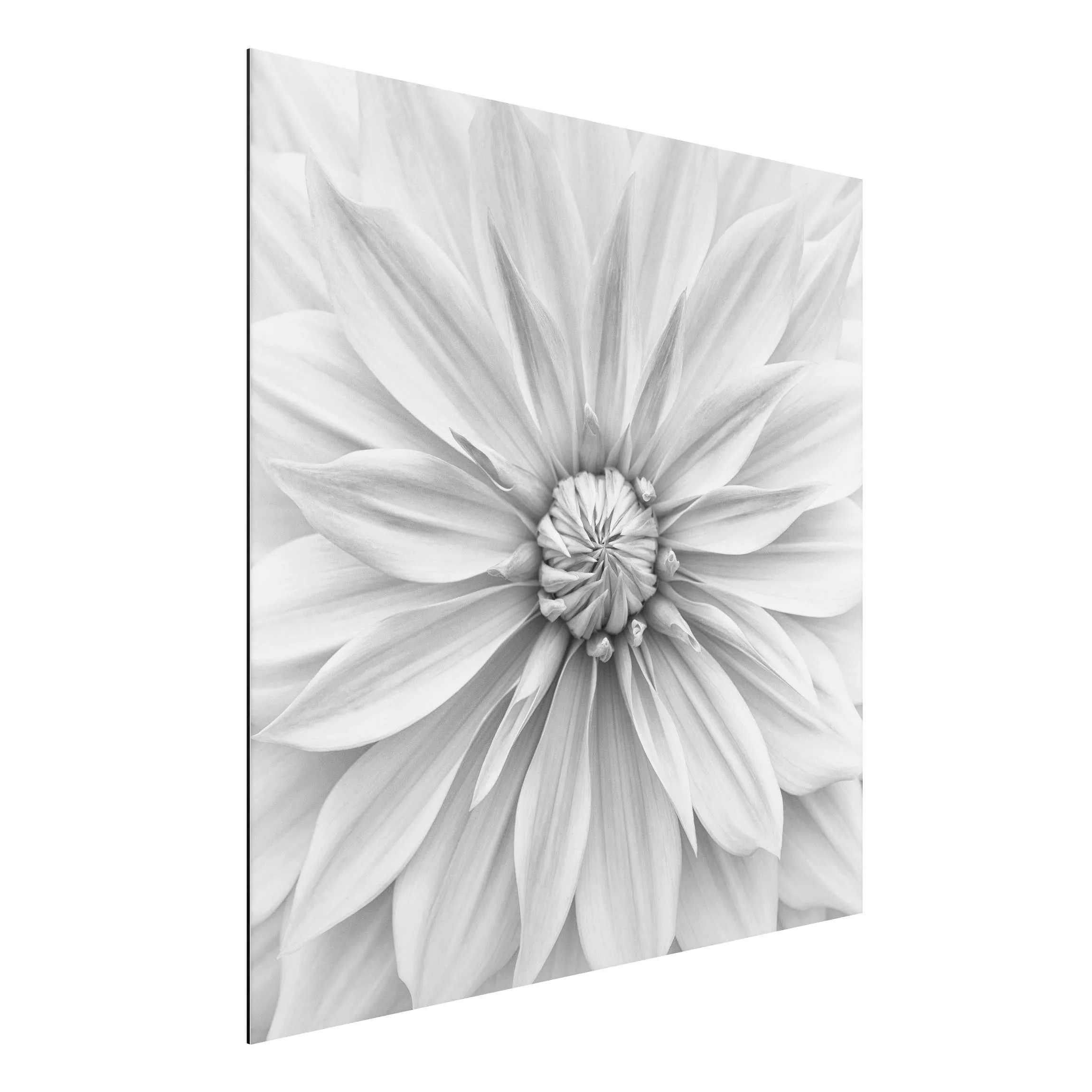 Alu-Dibond Bild Botanische Blüte in Weiß günstig online kaufen