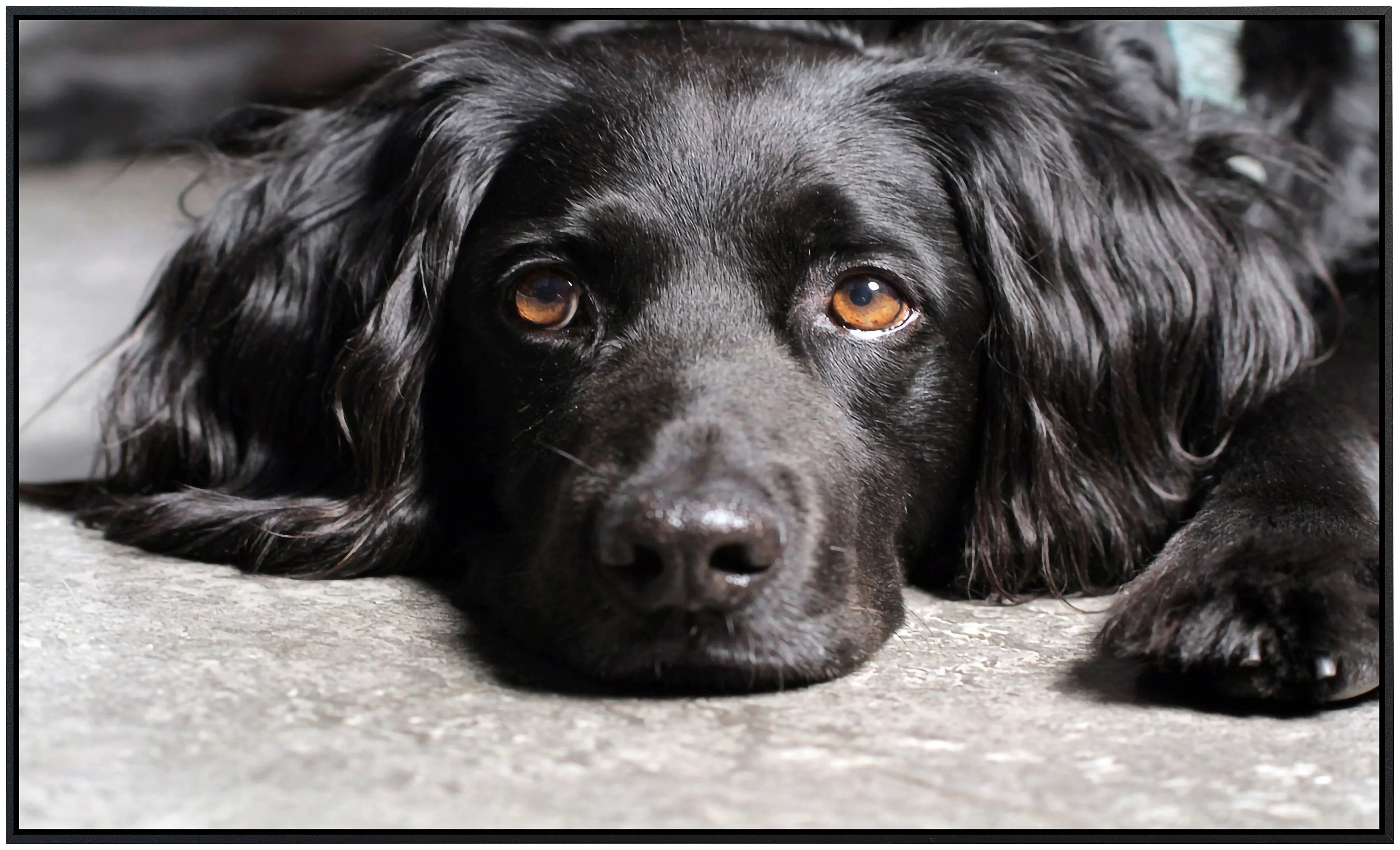 Papermoon Infrarotheizung »Hund«, sehr angenehme Strahlungswärme günstig online kaufen