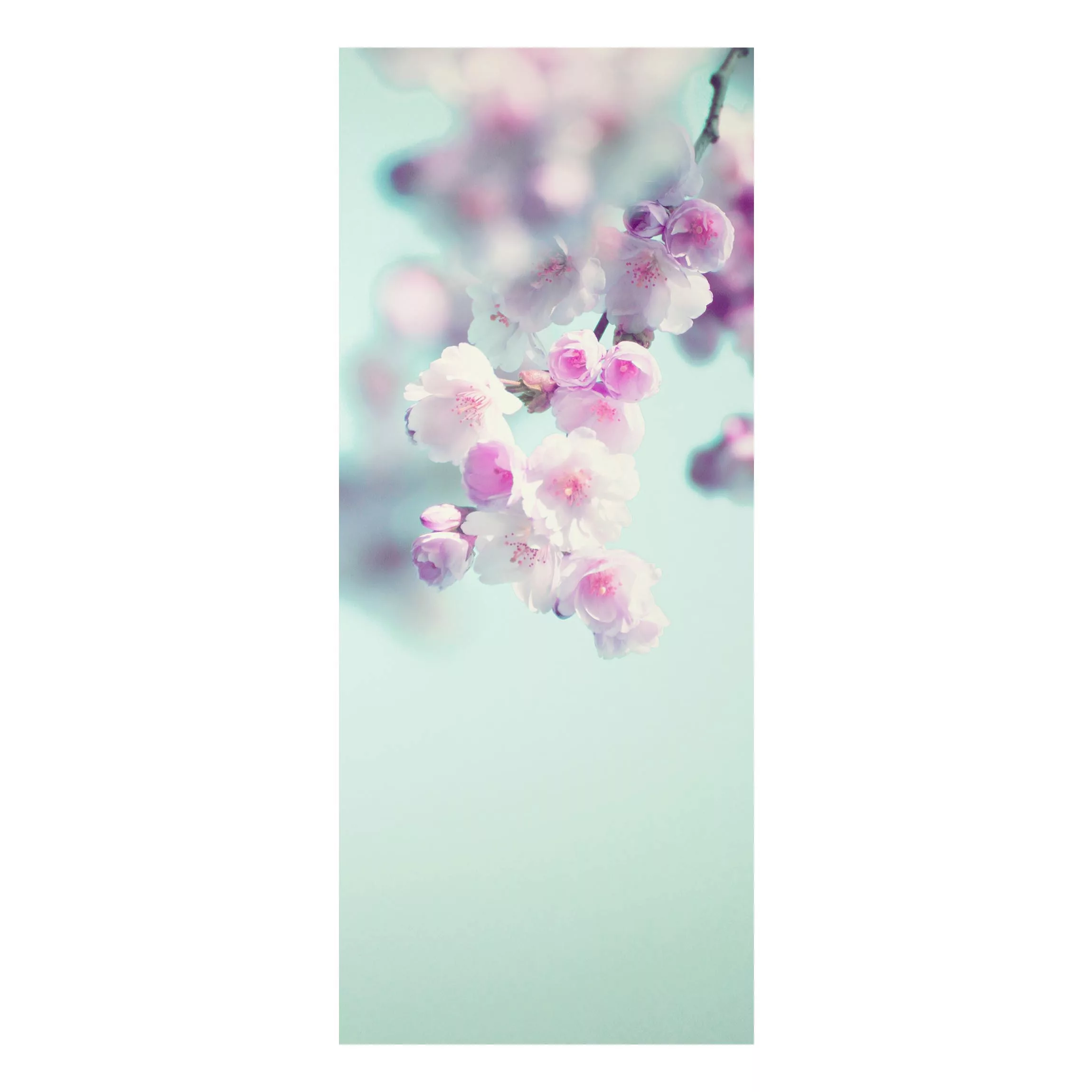 Alu-Dibond Bild Farbenfrohe Kirschblüten günstig online kaufen