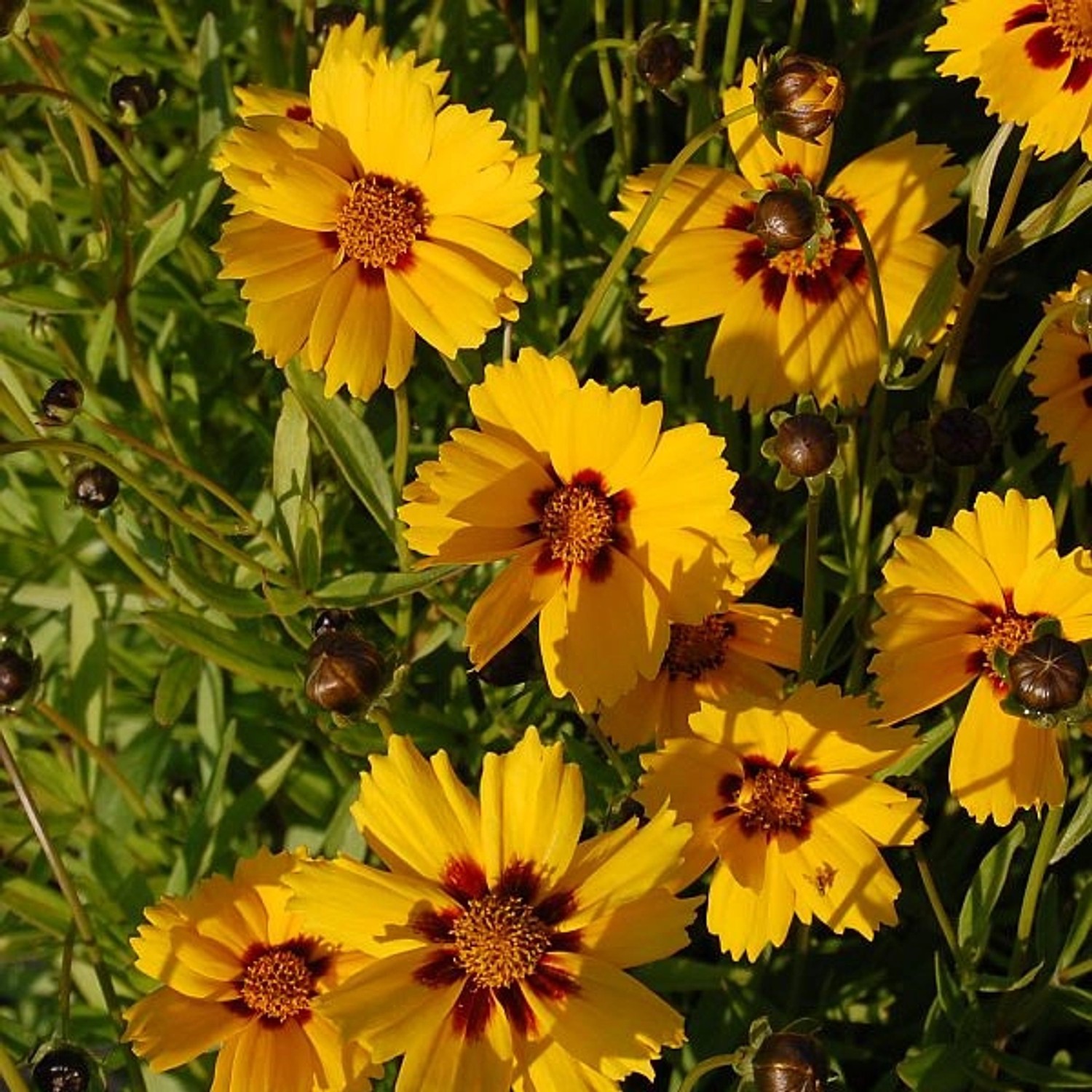 Mädchenauge Sterntaler - Coreopsis lanceolata günstig online kaufen