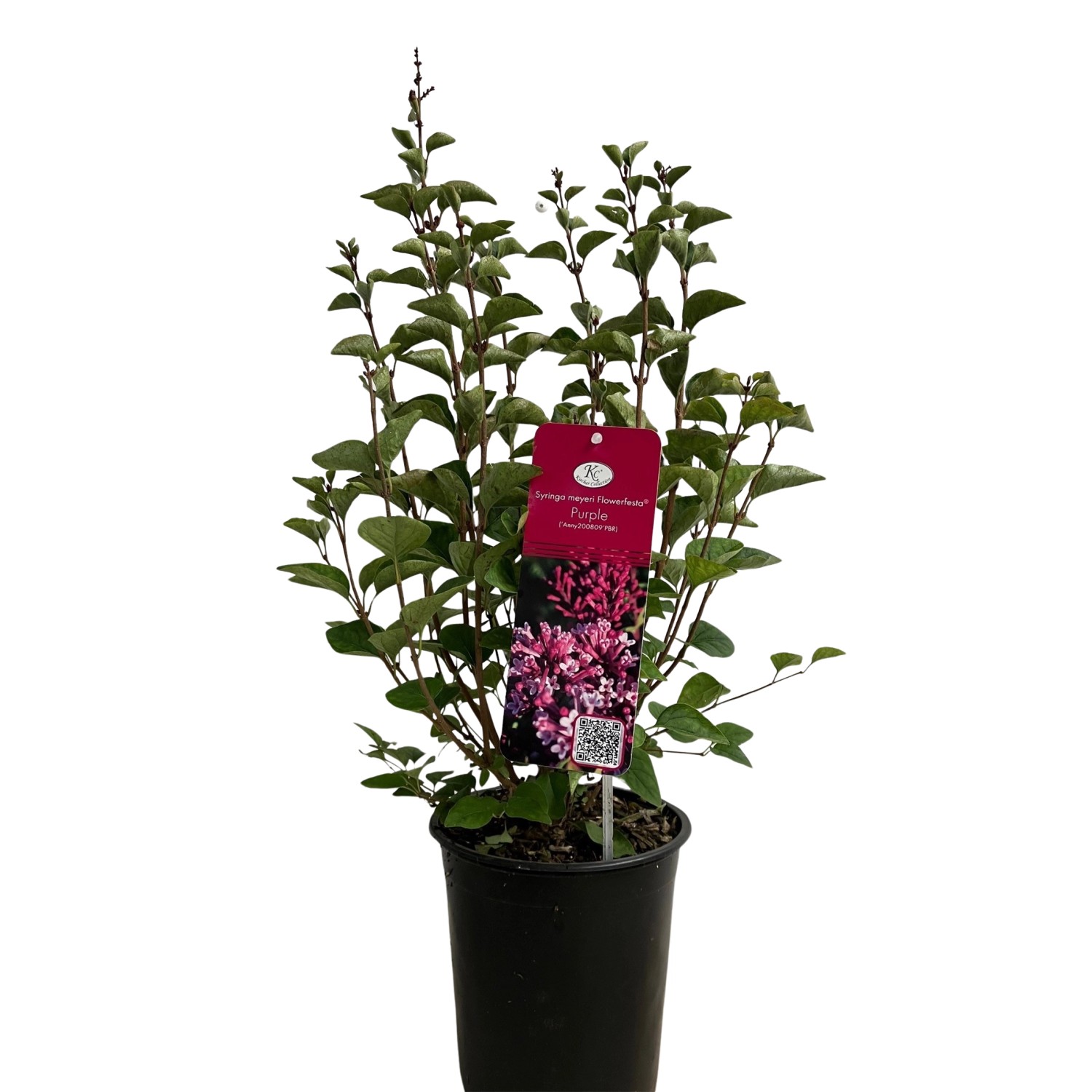 Zwerg-Flieder Flowerfesta Purple Höhe ca. 40 - 60 cm Topf ca. 3,5 l Syringa günstig online kaufen