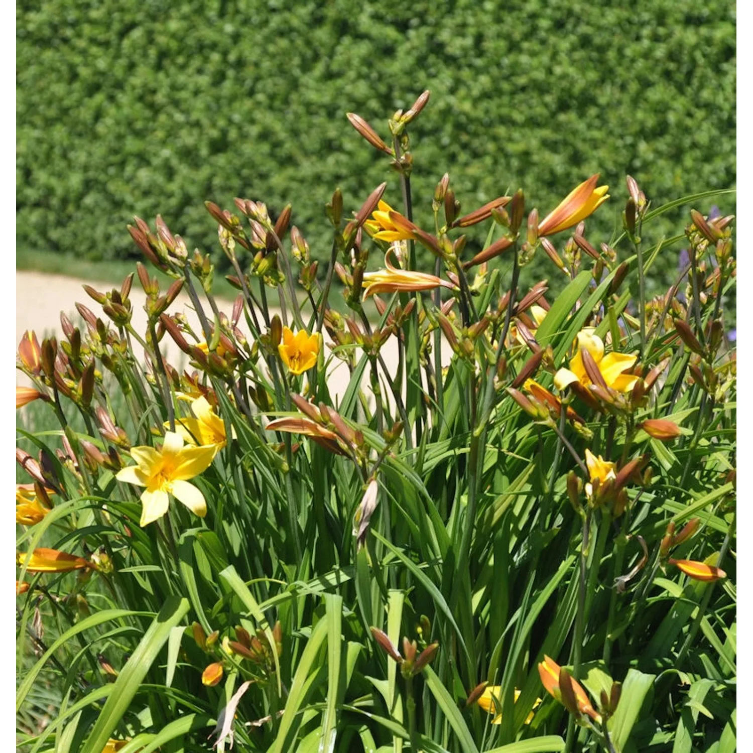 Späte Wiesentaglilien - Hemerocallis thunbergii günstig online kaufen