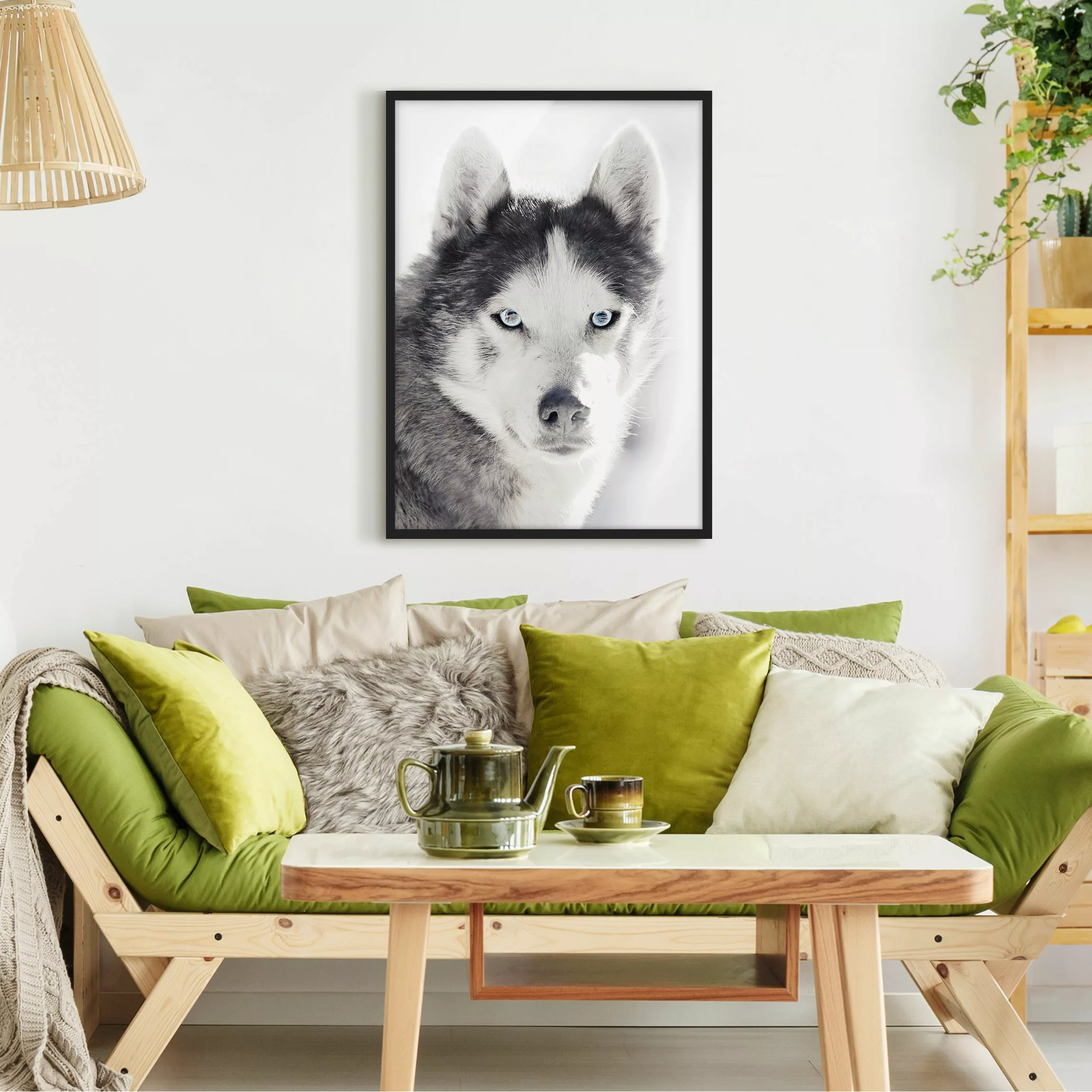 Bild mit Rahmen Husky Portrait günstig online kaufen