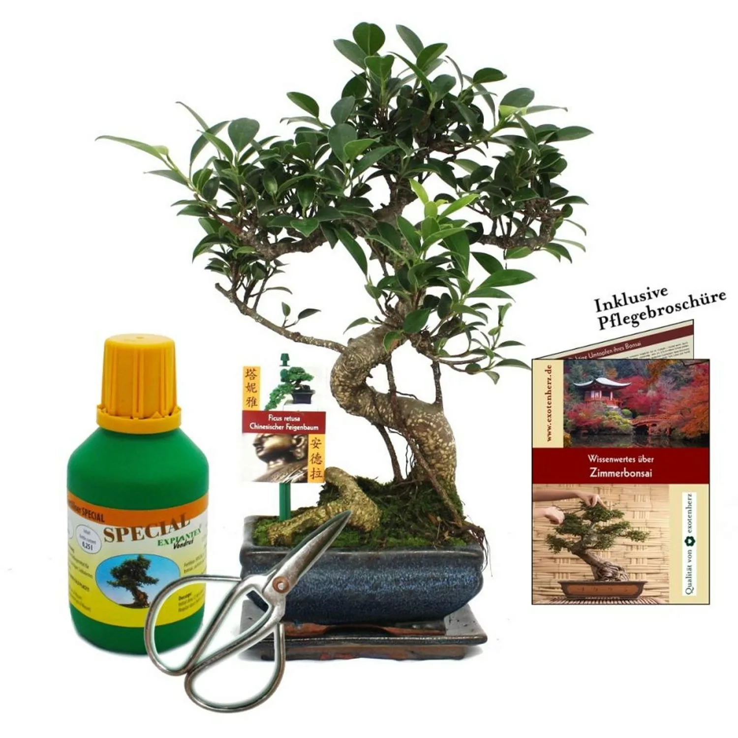 Exotenherz Geschenkset Bonsai Ficus Chinesischer Feigenbaum ca. 6 Jahre Alt günstig online kaufen