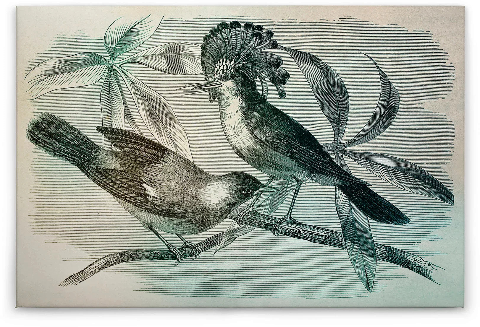 A.S. Création Leinwandbild "vintage birds", (1 St.) günstig online kaufen
