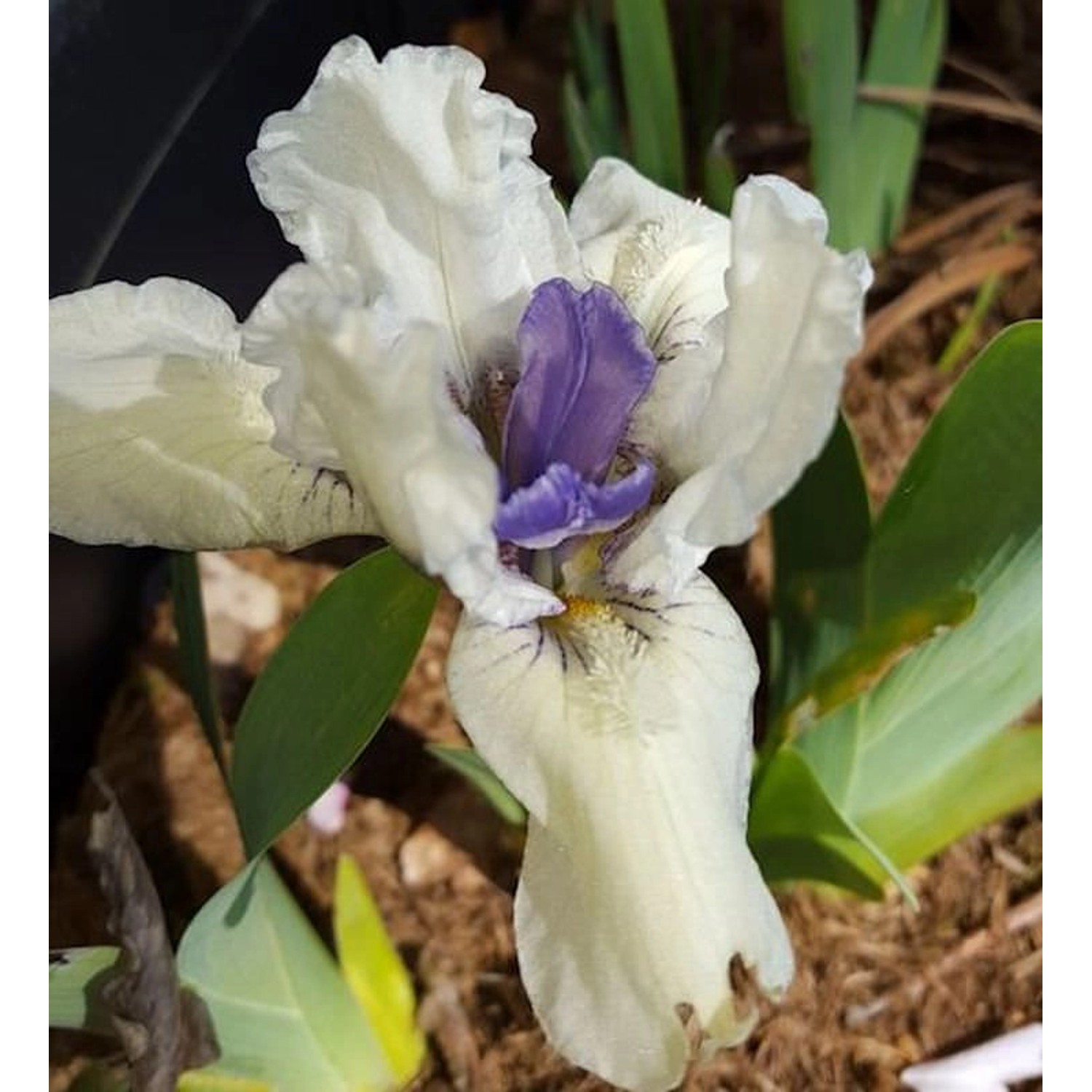 Zwergschwertlilie Blasierte Jungfer - Iris barbata günstig online kaufen