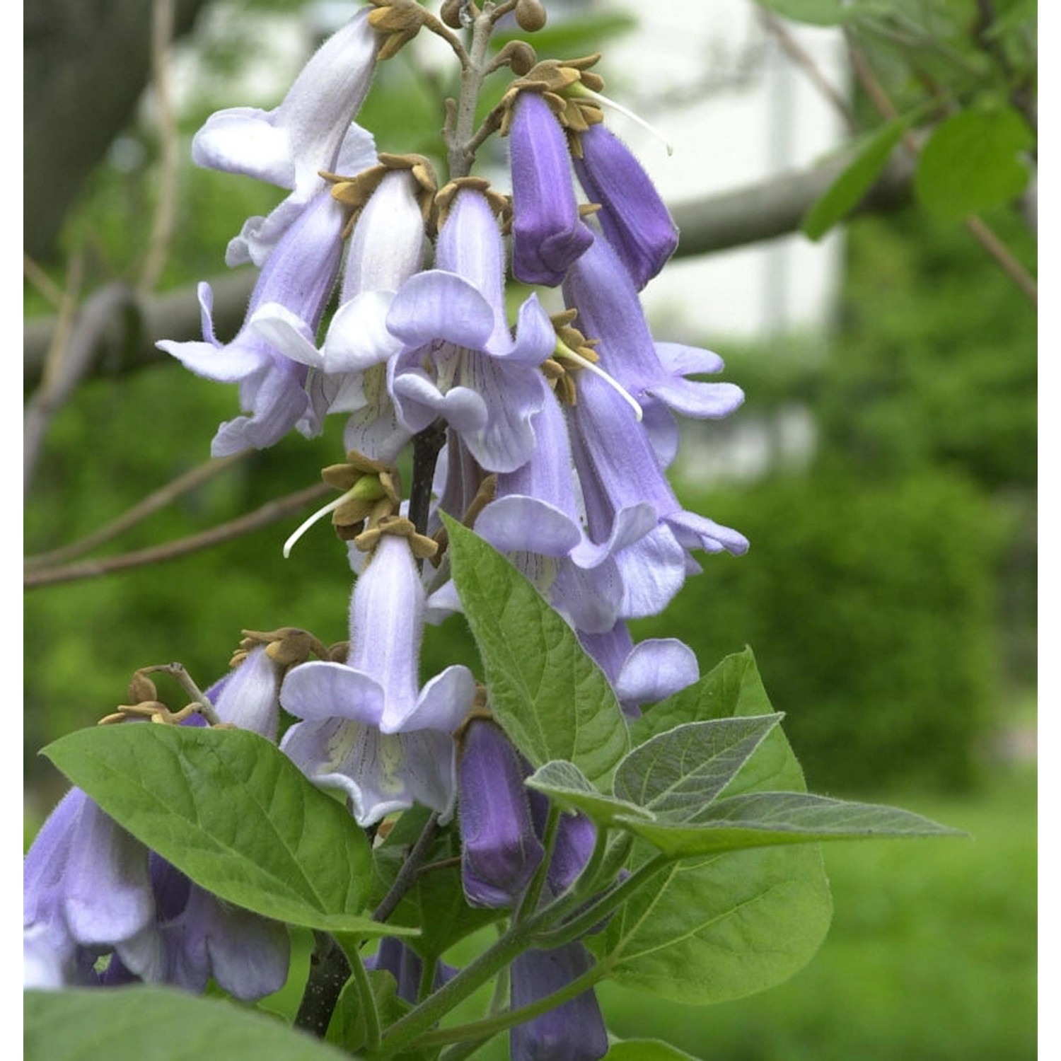 Blauglockenbaum 125-150cm - Paulownia tomentosa günstig online kaufen