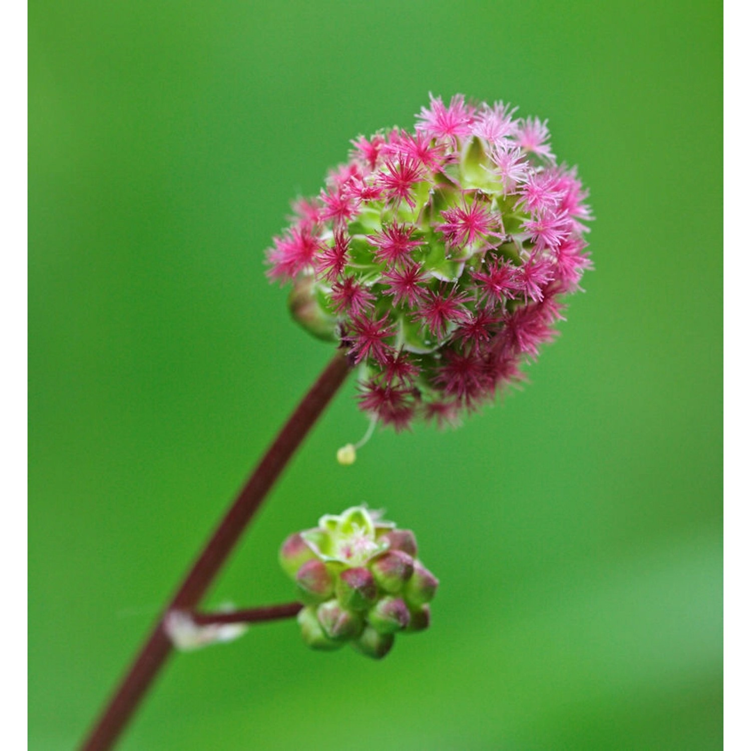 Japan Wiesenknopf - Sanguisorba obtusa günstig online kaufen