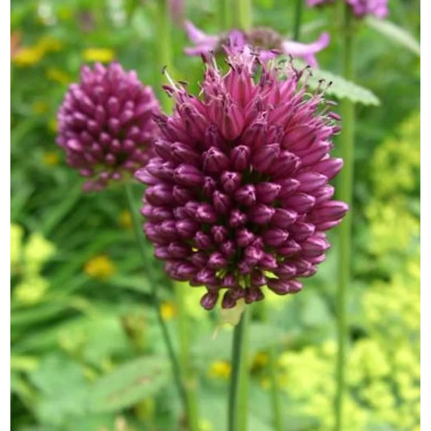 Zierlauch purpurviolett - Allium sphaerocephalon günstig online kaufen