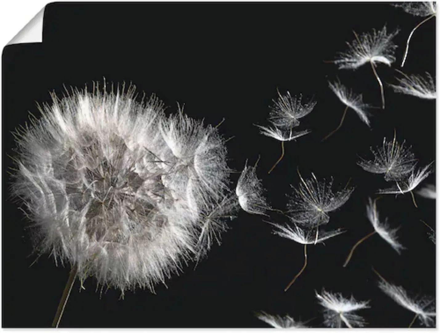 Artland Wandbild »Pusteblume«, Blumenbilder, (1 St.), als Alubild, Outdoorb günstig online kaufen