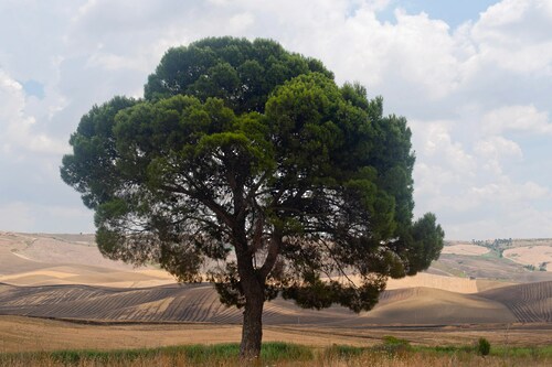 Papermoon Fototapete »baum in landschaft« günstig online kaufen