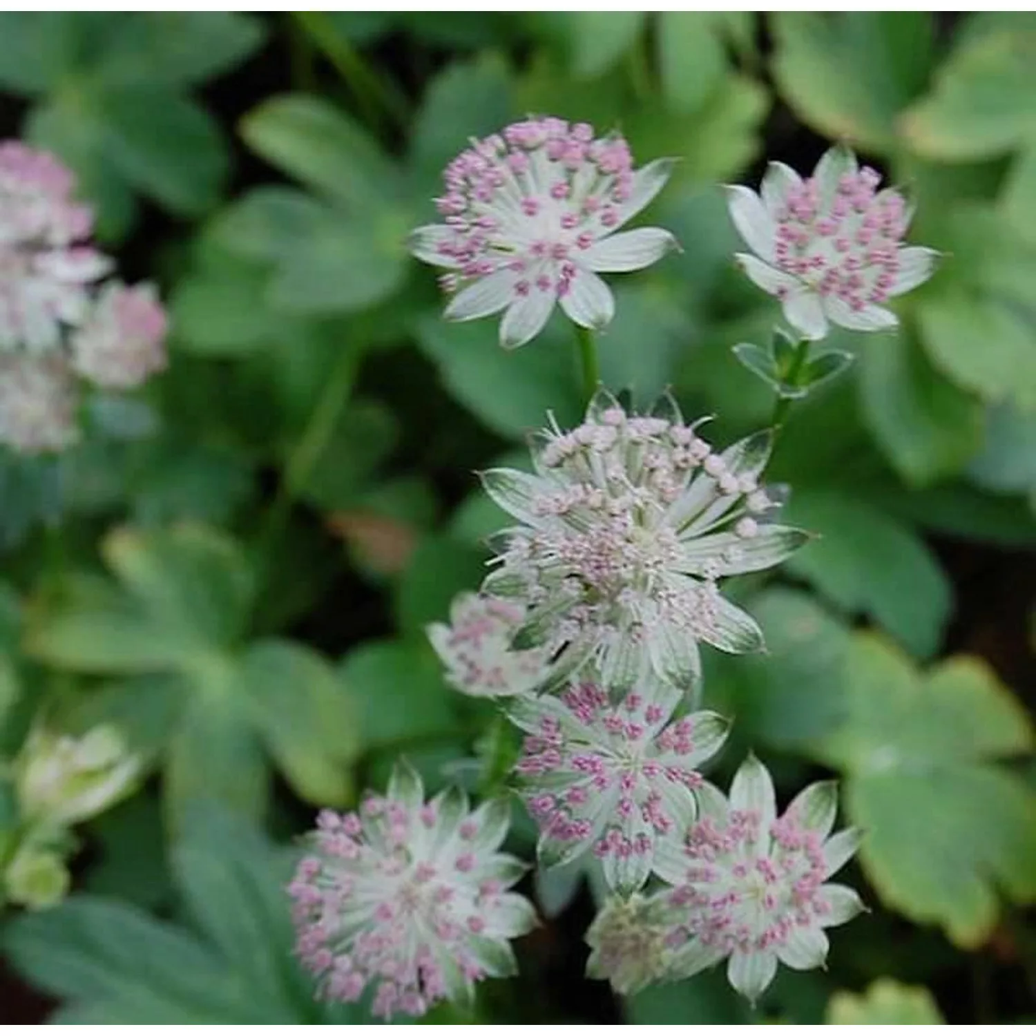 Sterndolde Buckland - Astrantia major günstig online kaufen