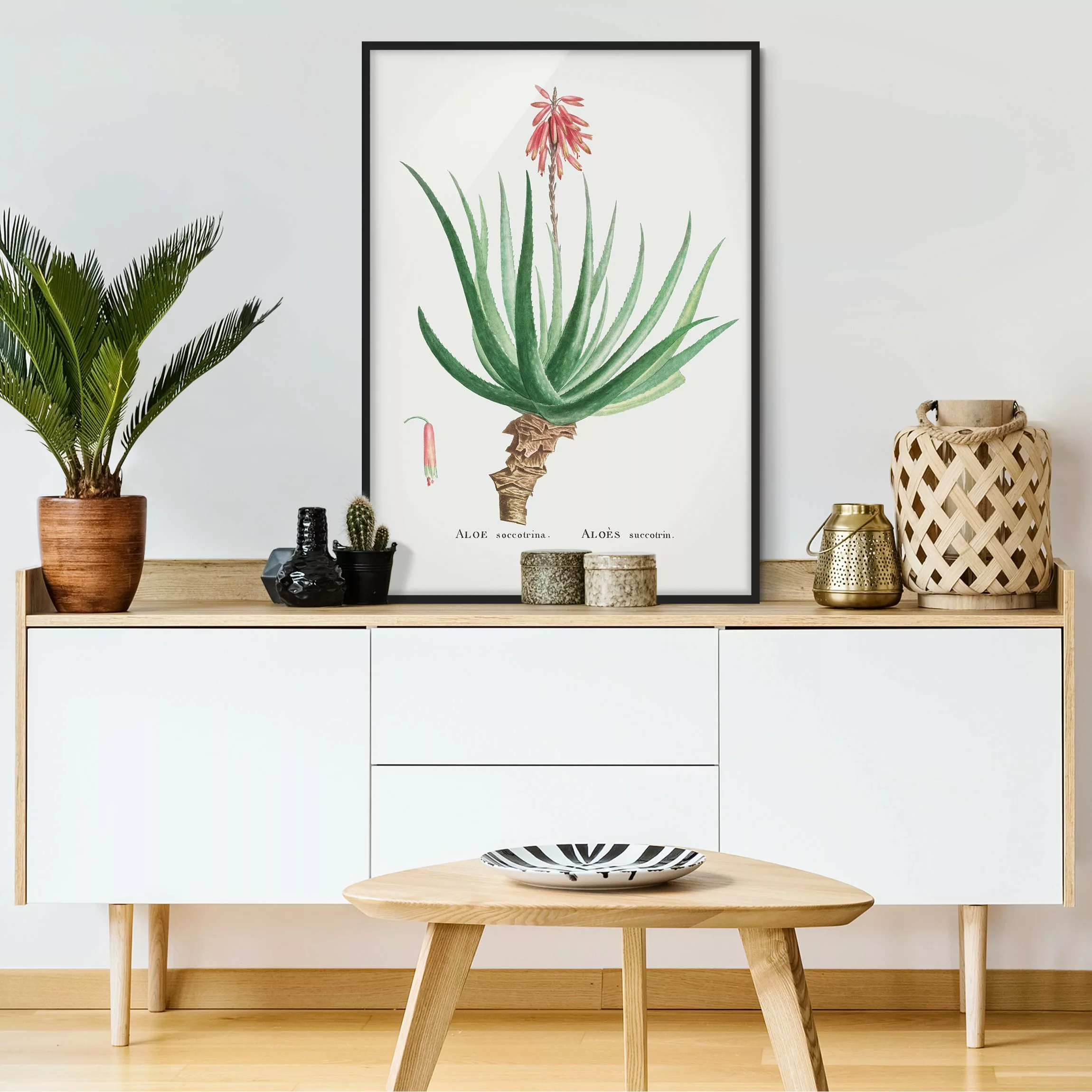 Bild mit Rahmen Blumen - Hochformat Botanik Vintage Illustration Aloe Rosa günstig online kaufen